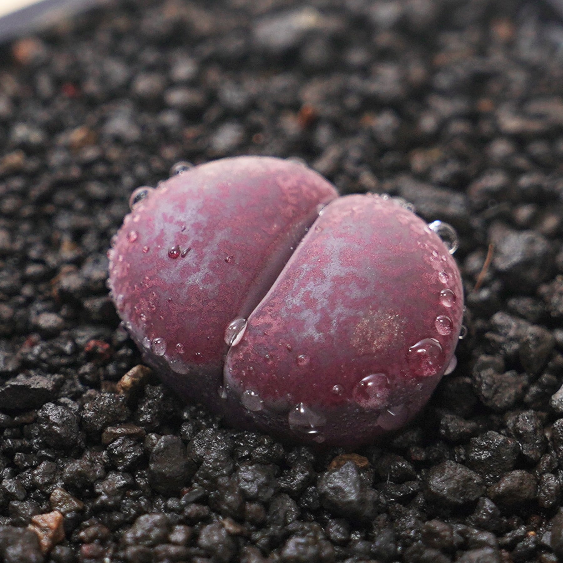 抜き苗 リトープス ジャムブーレ Lithops lesliei 