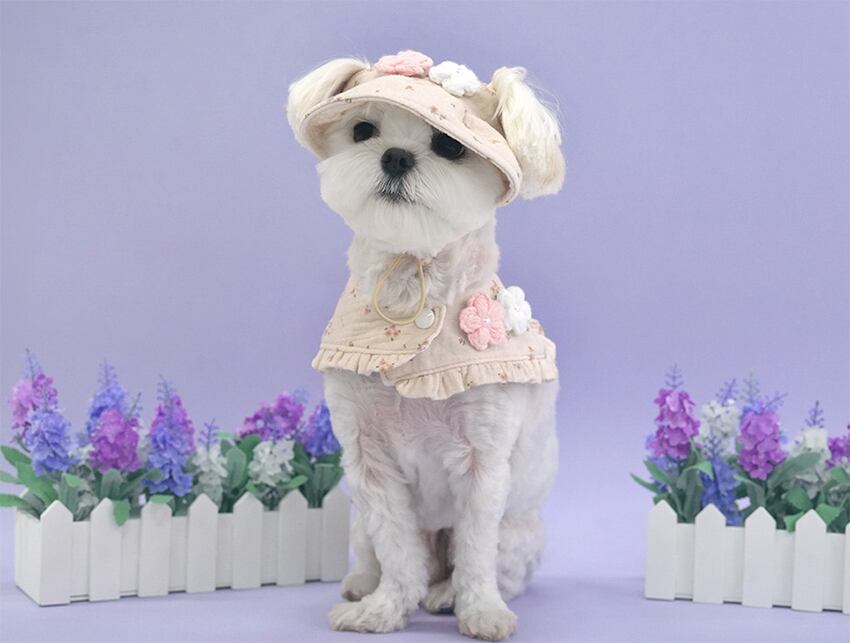 romantic cape & cap set 2color / 犬用 帽子 ケープ バンダナ スカーフ アクセサリー ドッグウェア ペット用 cap 被り物 パーティー インスタ映え お出かけ お揃い 撮影会 キャップハット