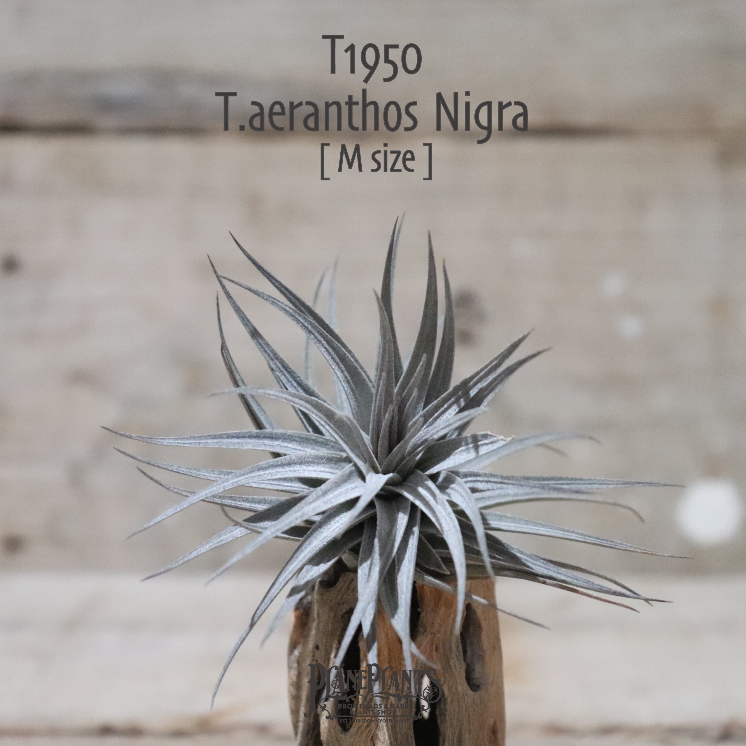 【送料無料】aeranthos Nigra M〔エアプランツ〕現品発送T1950