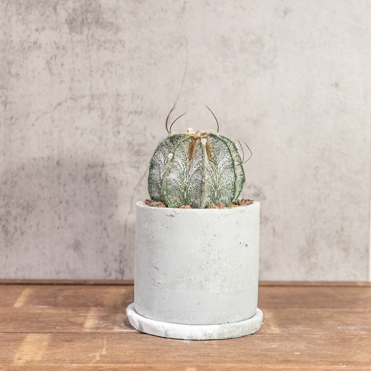 アストロフィツム・カプリコーン｜山羊の角のような湾曲した長い棘が美しい【手作りモルタル鉢仕立て】