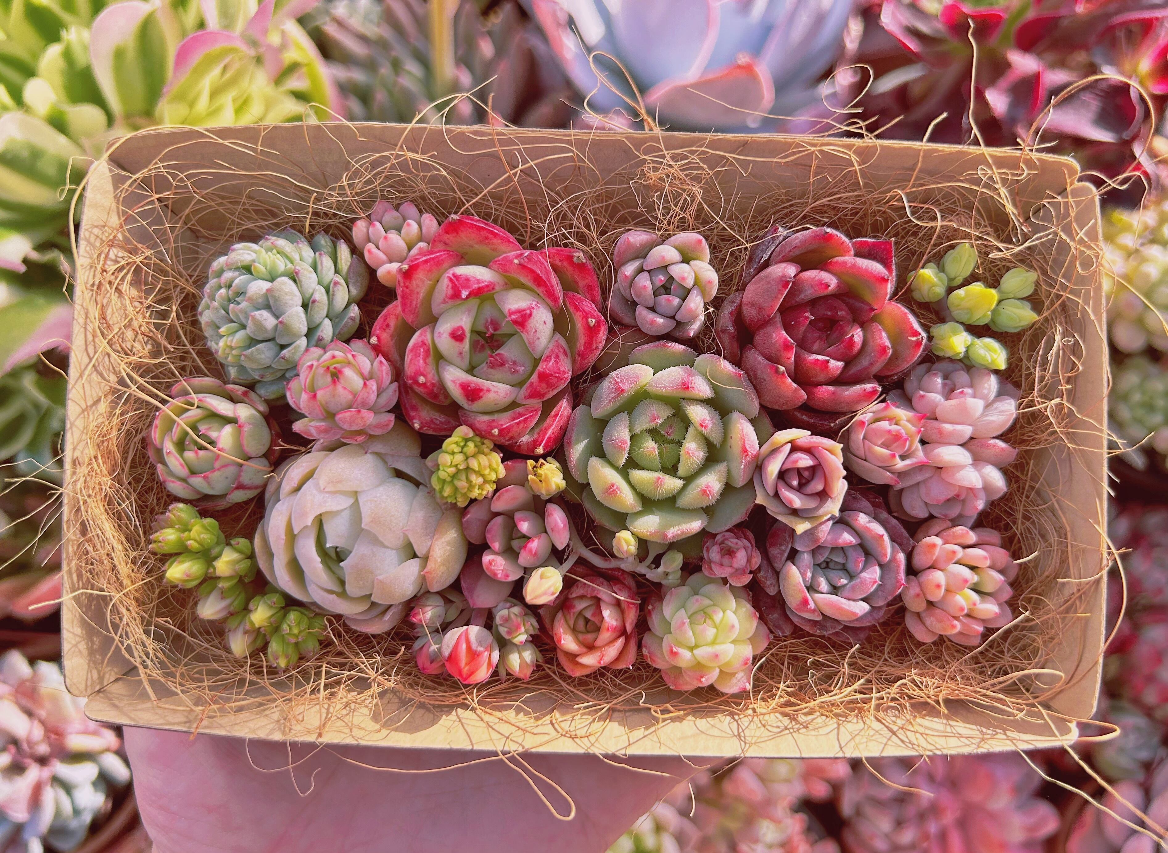 #074現物　多肉お弁当　トレーのまま発送