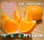 家庭用せとか　４.５ｋｇ×２箱（計９ｋｇ）単価・送料お得