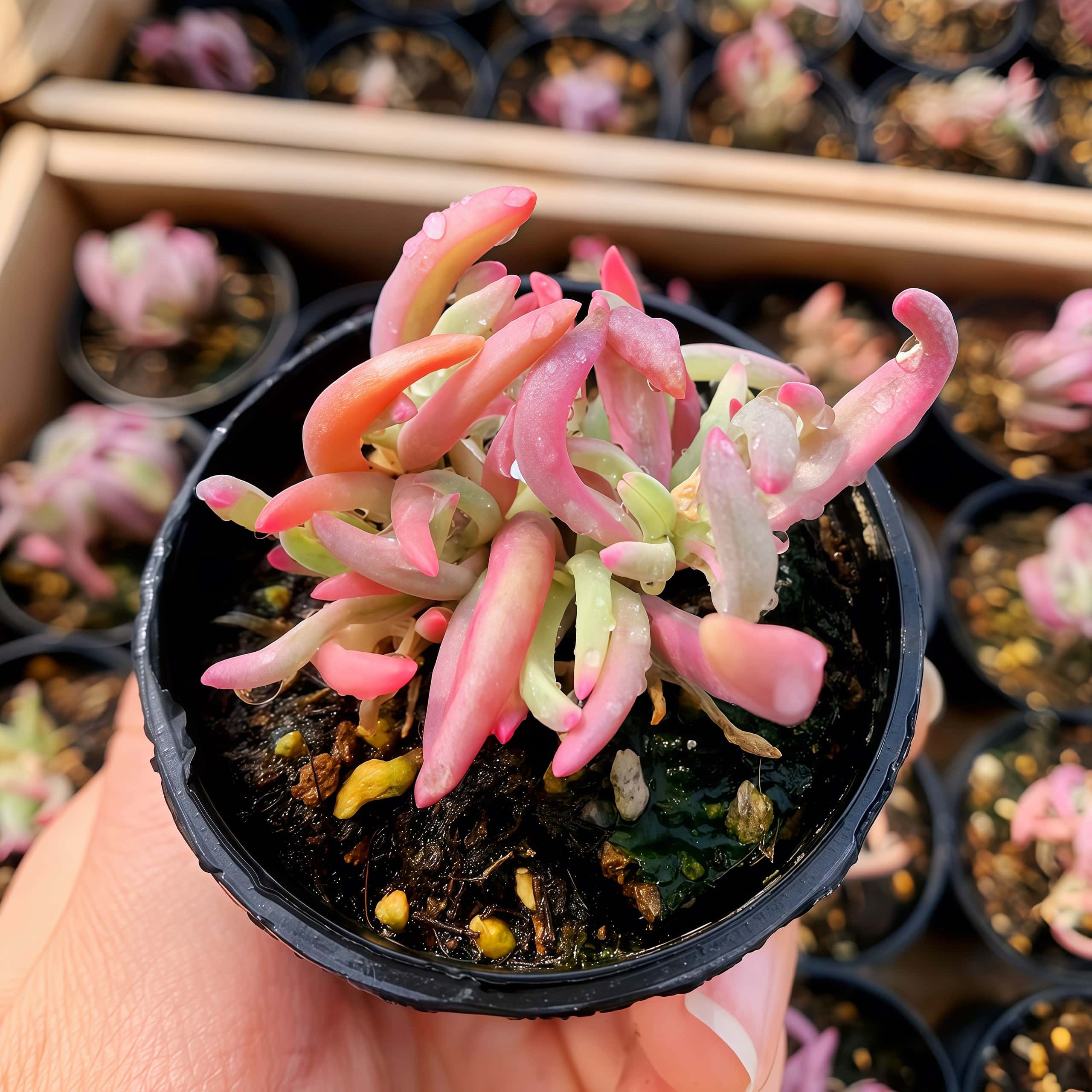 農園直売 多肉植物 寄せ植え ドロサンテマム 氷花錦（群）観葉植物