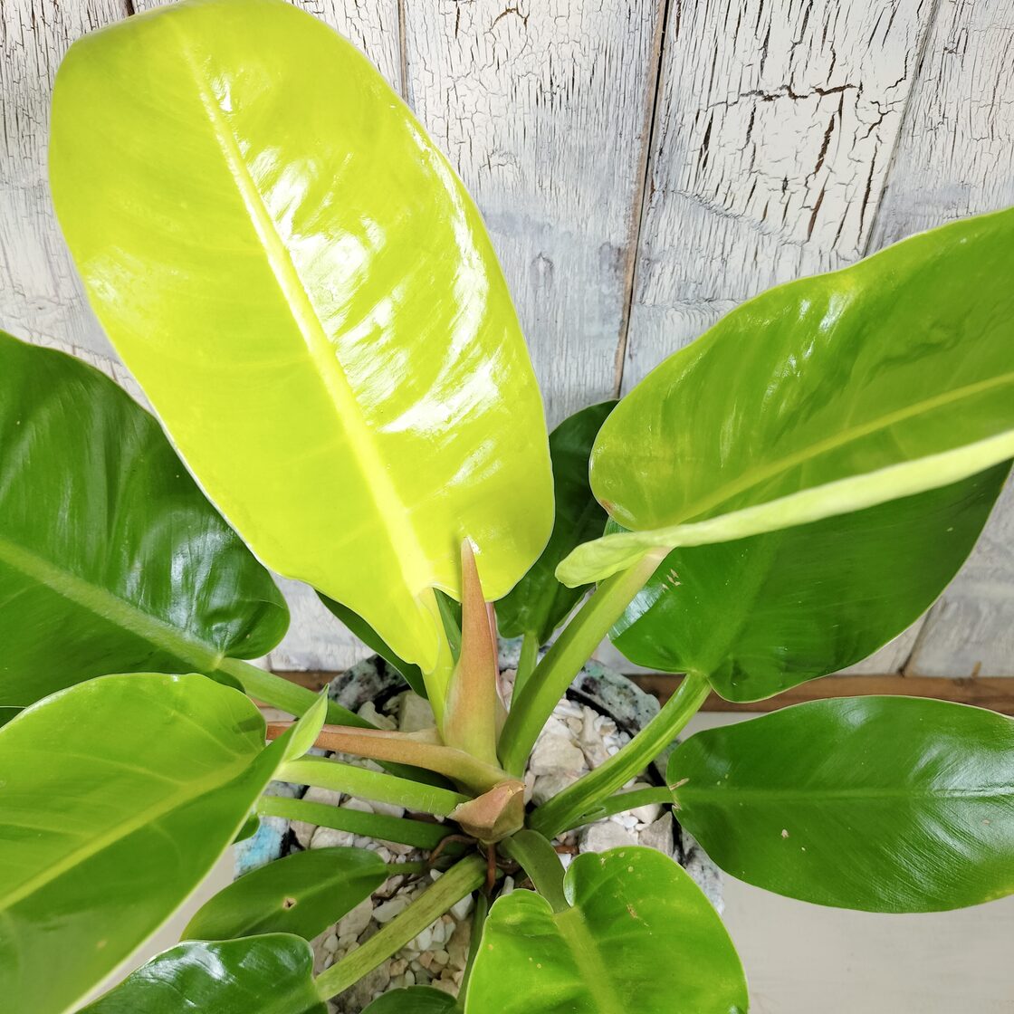 フィロデンドロン インペリアルゴールド 観葉植物 | PAY ID