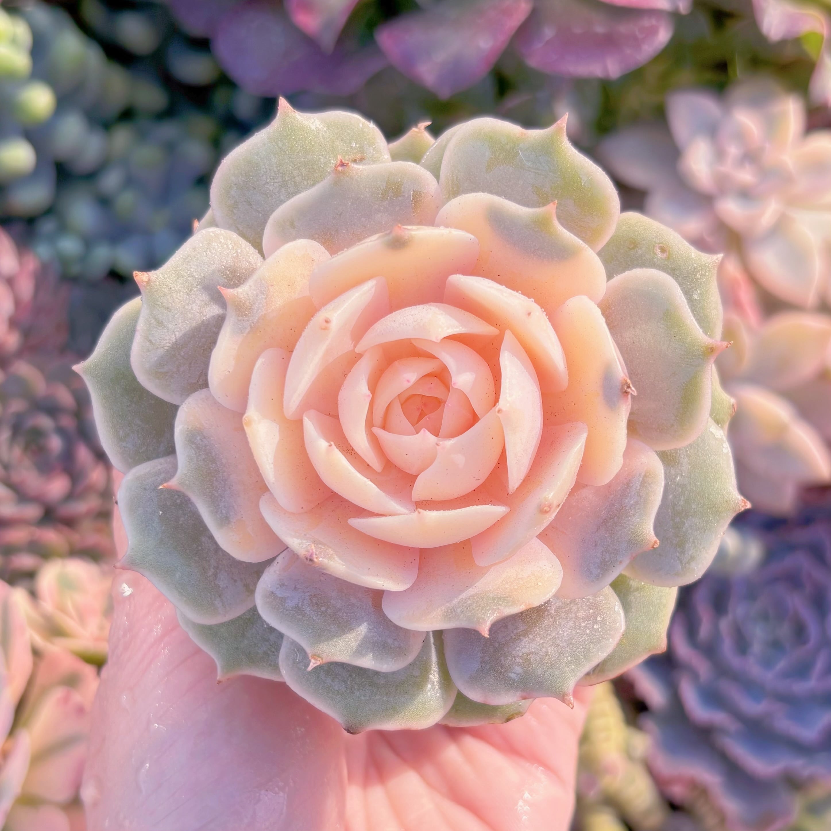 現品　ローラ錦#A088　新入荷　るる農園