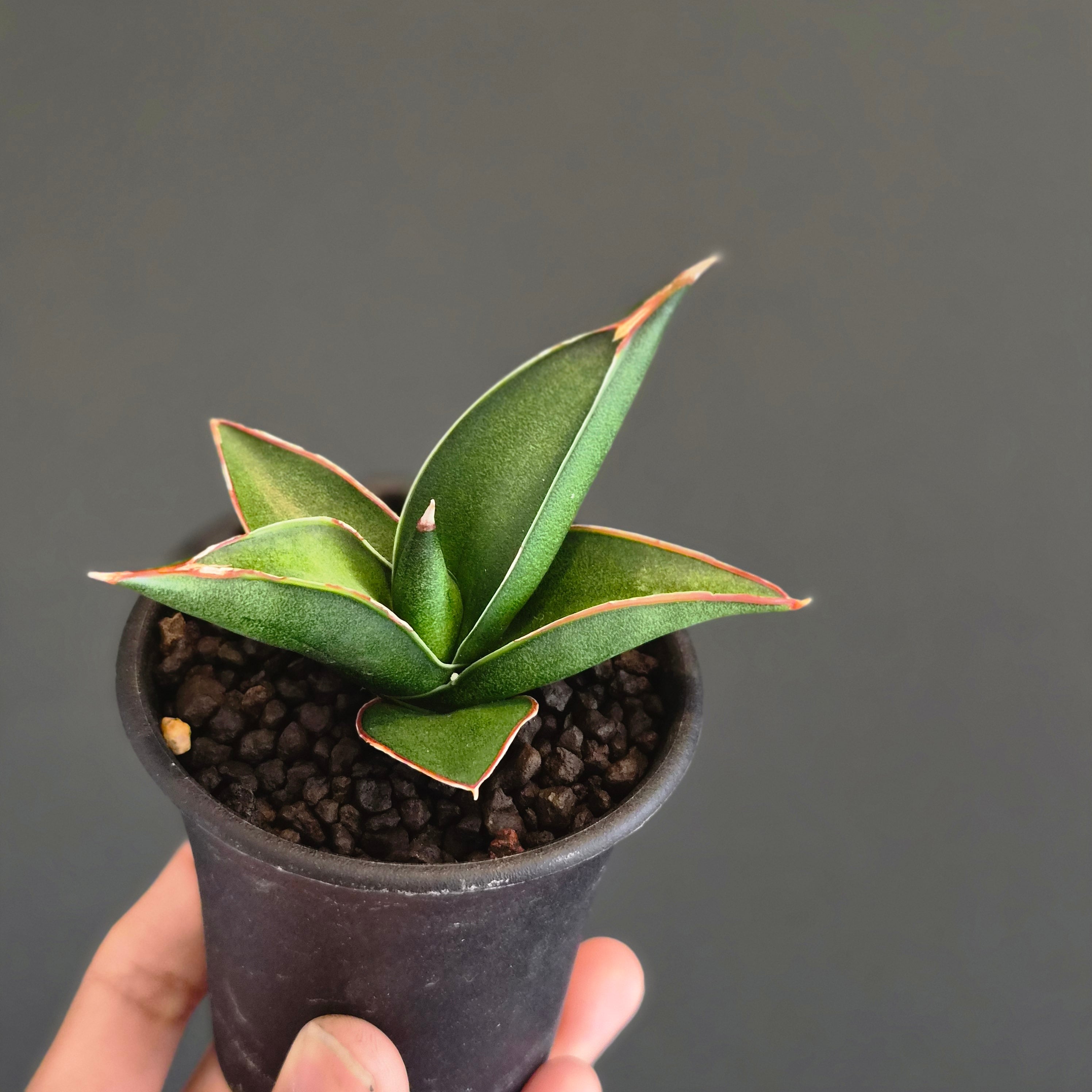 サンスベリア・カタナ 斑入り（Sansevieria Katana Variegated