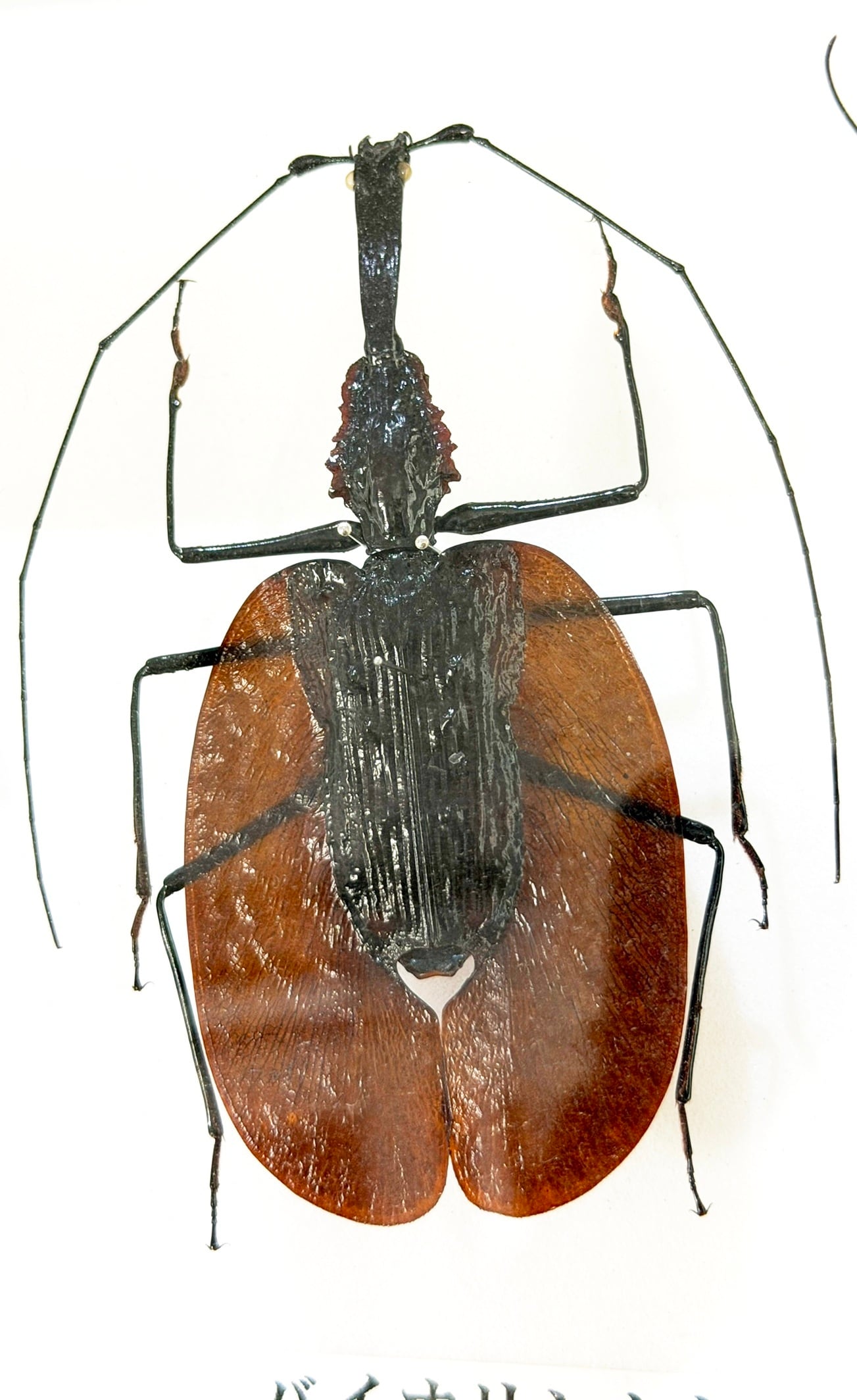 ナンベイオオタガメ 標本 | 深谷爬虫類館オンラインショップ