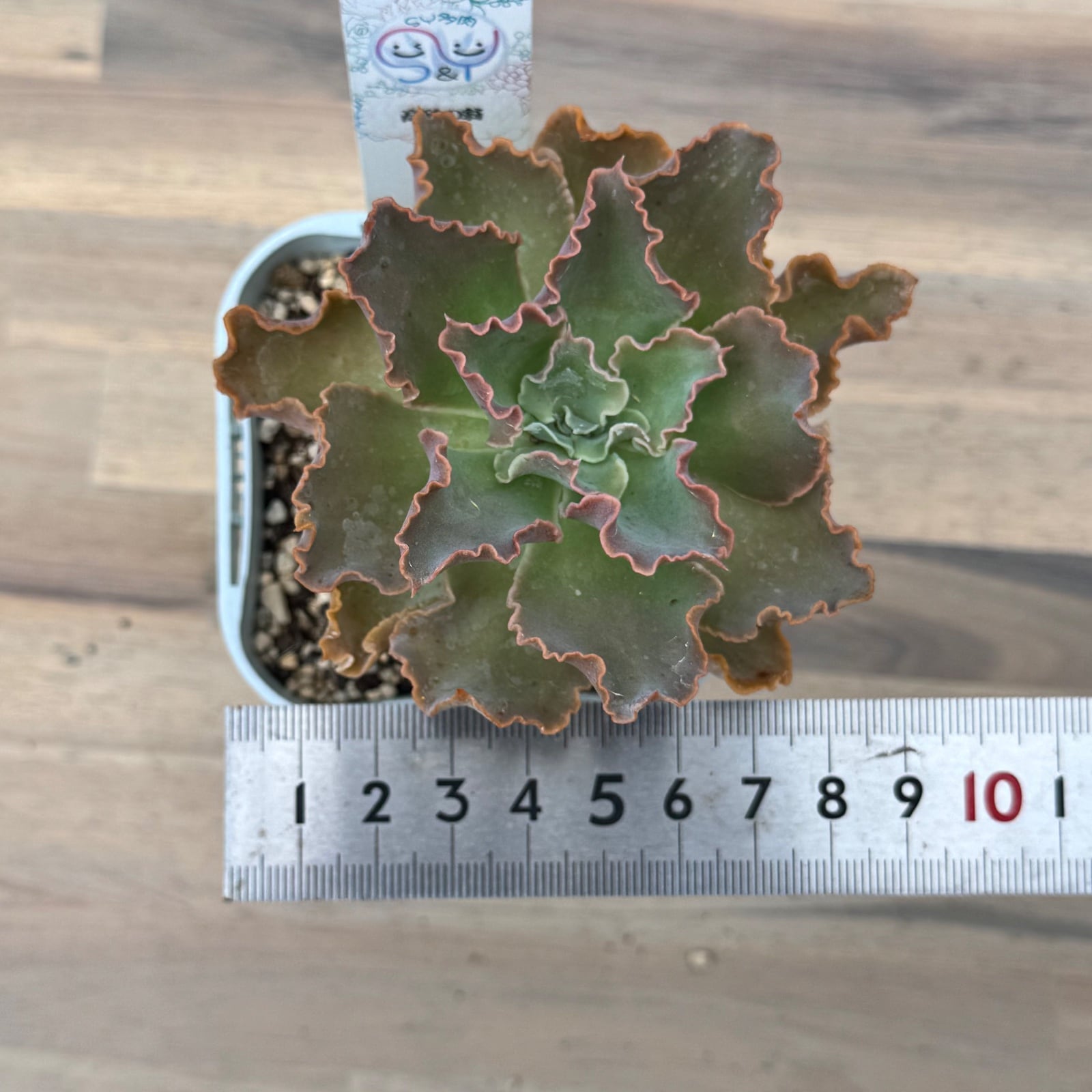 高砂の翁】韓国輸入苗 多肉植物エケベリア 第四種送料込み | 多肉植物