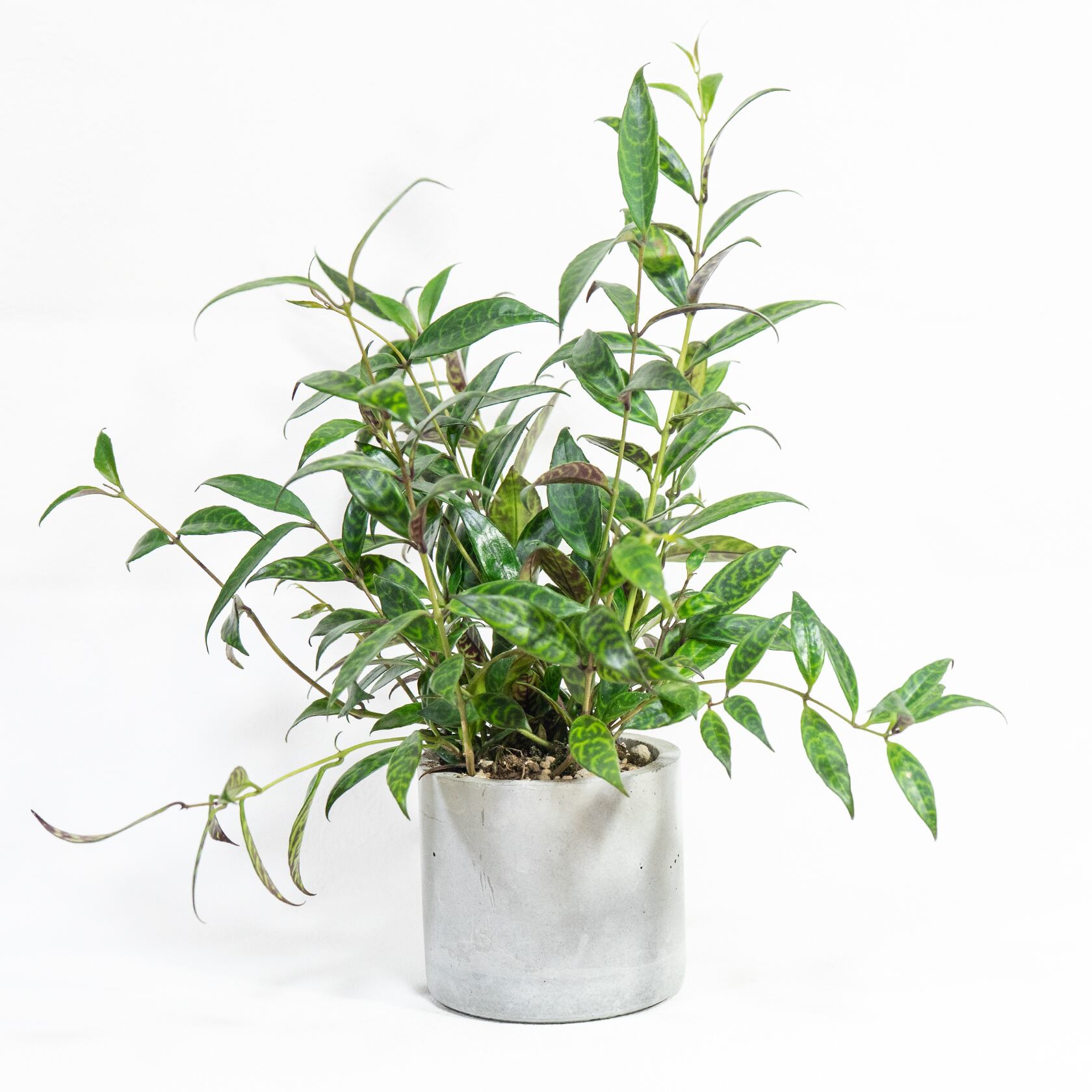 エスキナンサス・マルモラタス 垂れ下がる葉の流れと迷彩柄が空間に映える一点物