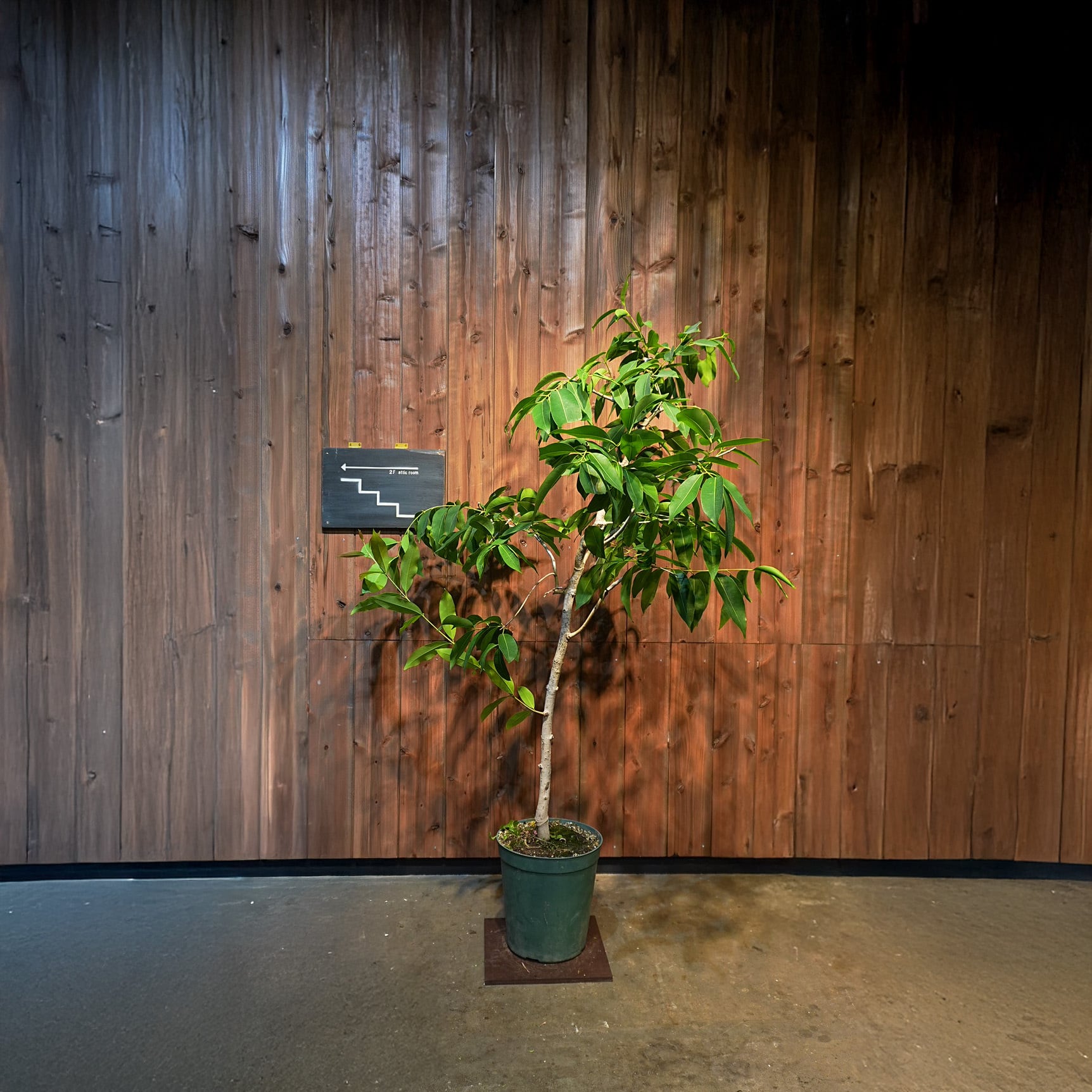 アマゾンオリーブ | LUFF Flower&Plants WORKS online
