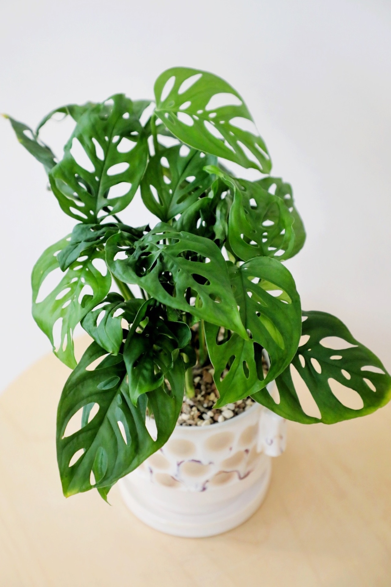 【S】マドカズラ/Monstera adansonii