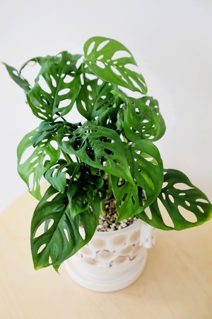 【S】マドカズラ/Monstera adansonii