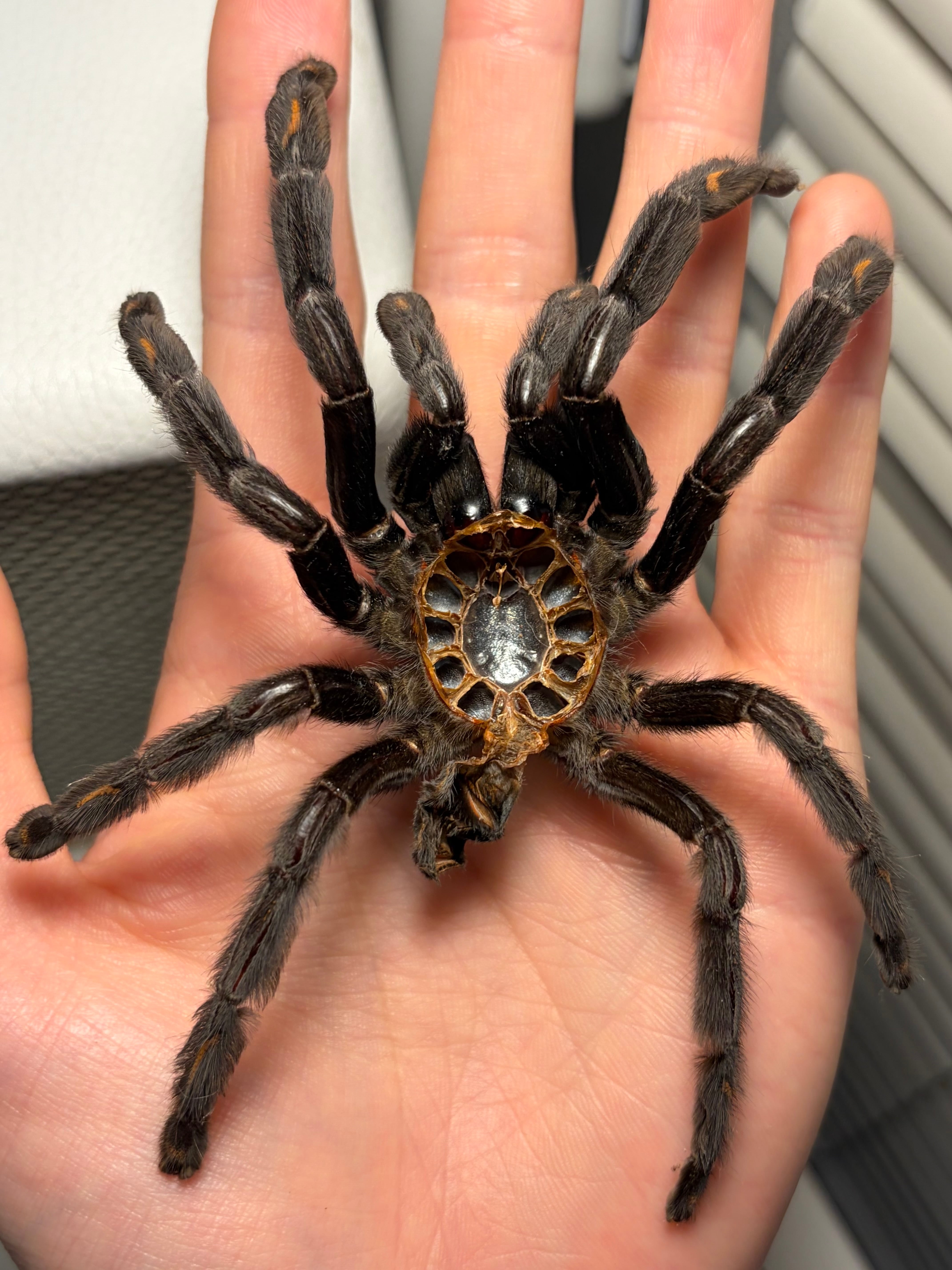 2匹set】マンマルコガネ レッドフォーム 標本 とんでもない甲虫
