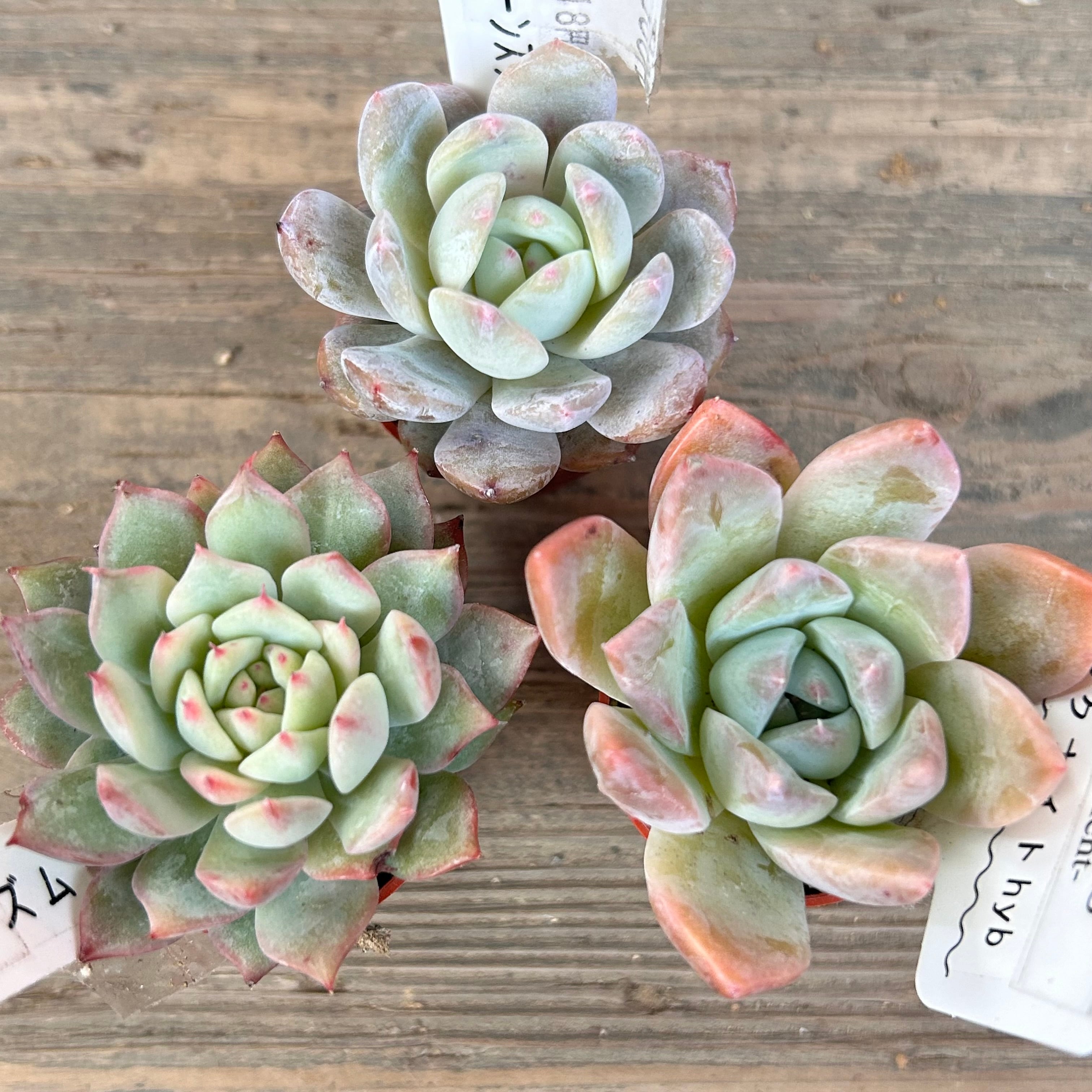 プリズム・アローンスターhyb・シクナイトhyb | RuPo 多肉植物専門店