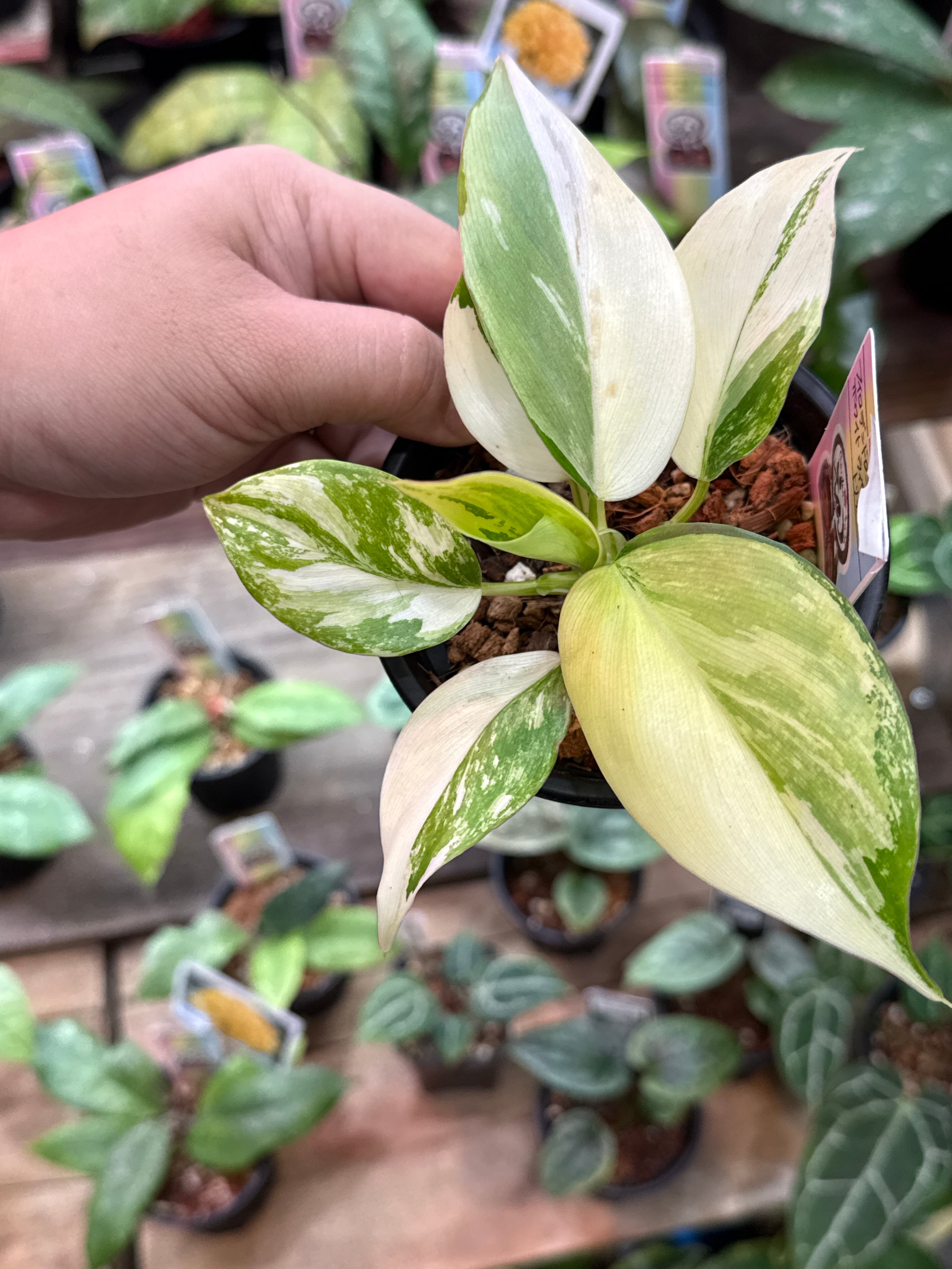 ① (Mucho) Begonia cucullata pink variegated / ベゴニア ククラータ