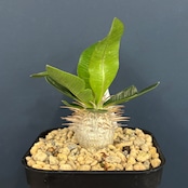 パキポディウム ブレビカウレ レウコキサンツム【501】