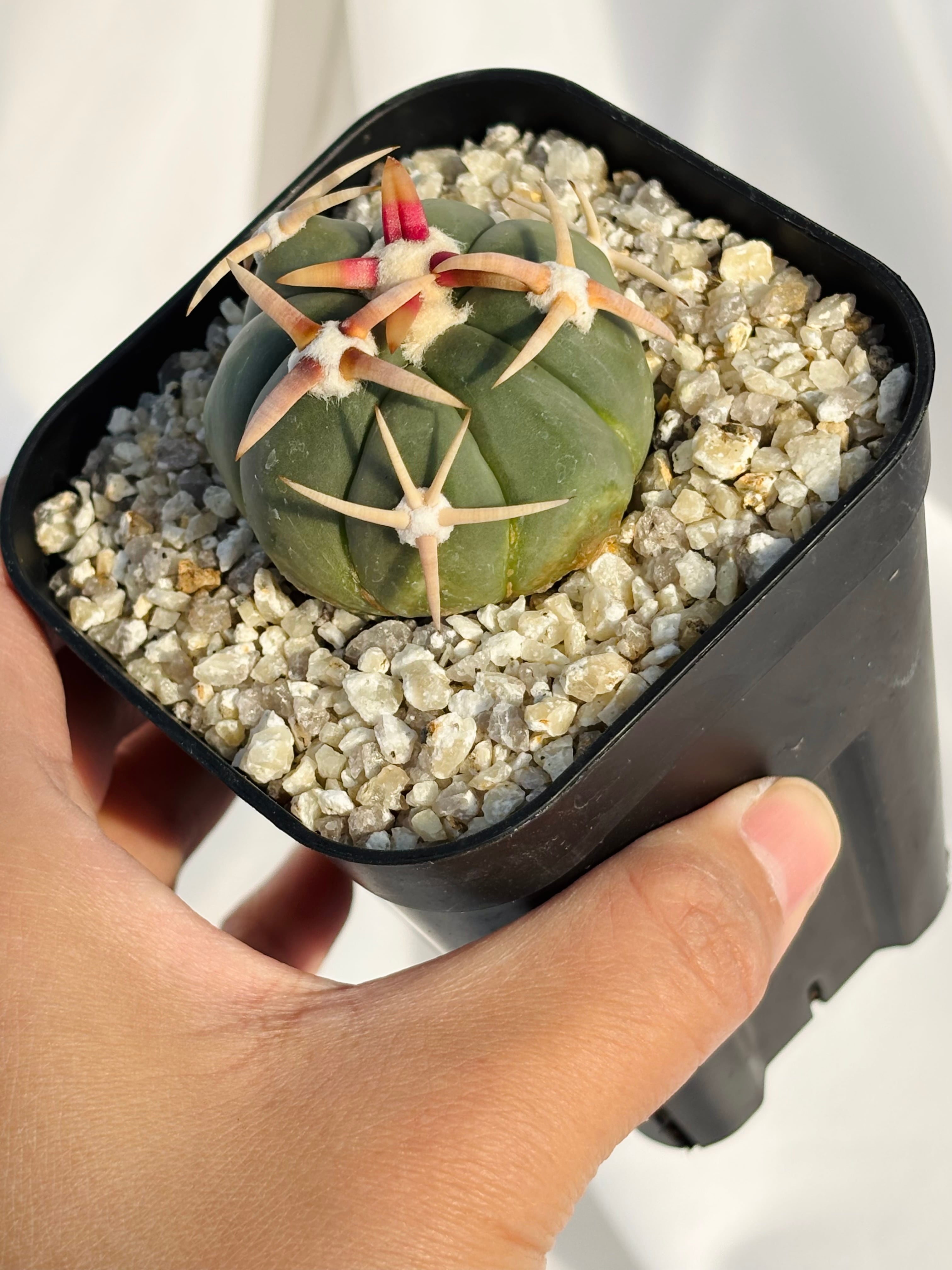 実生　強刺選抜　エキノカクタス　翠平丸(太平丸)　ネームプレート付　鉢ごと送料込 Echinocactus horizonthalonius エキノカクタス 白刺翠平丸 強刺選抜