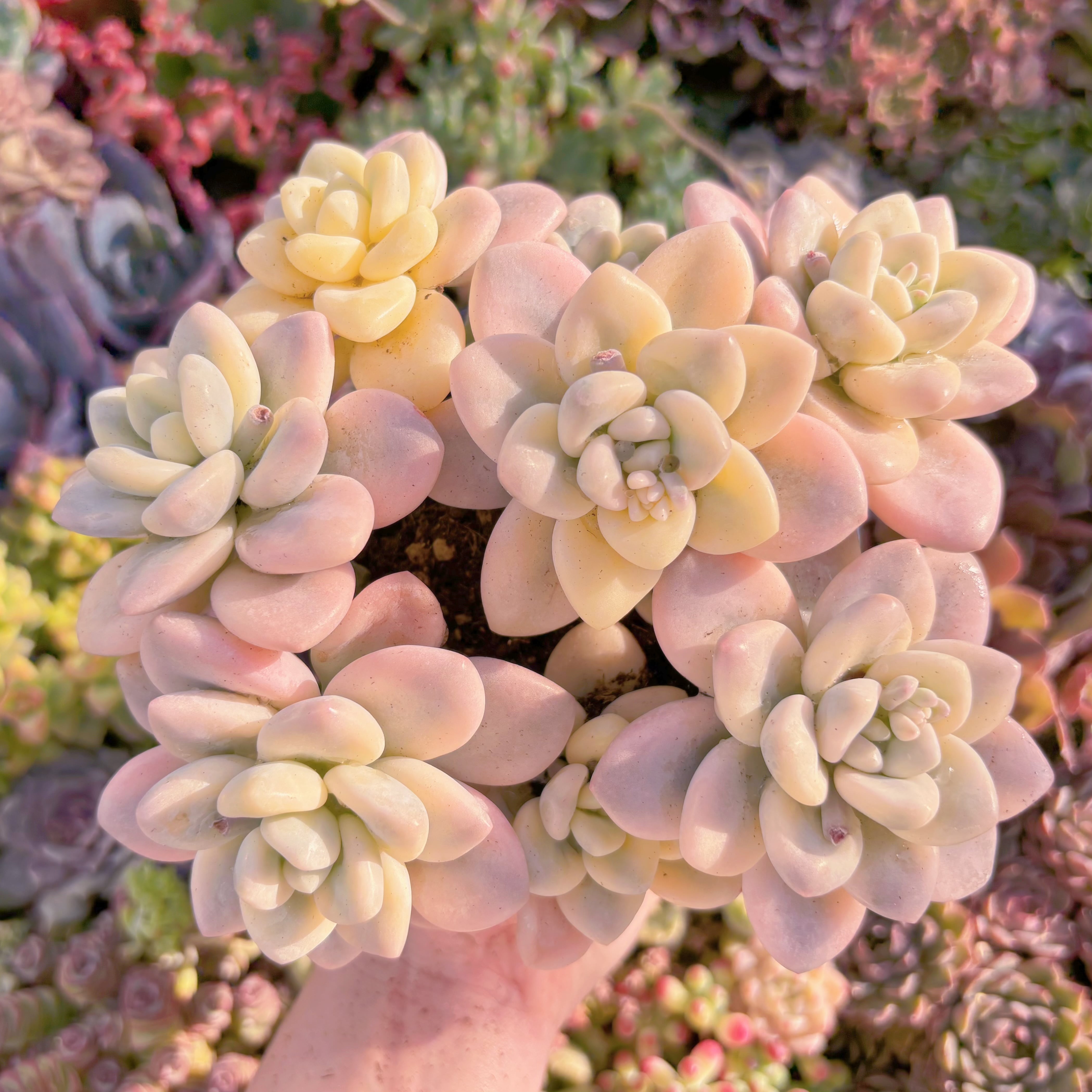 現品　マカロン錦#F051　極上株　超美苗　Last One　るる農園