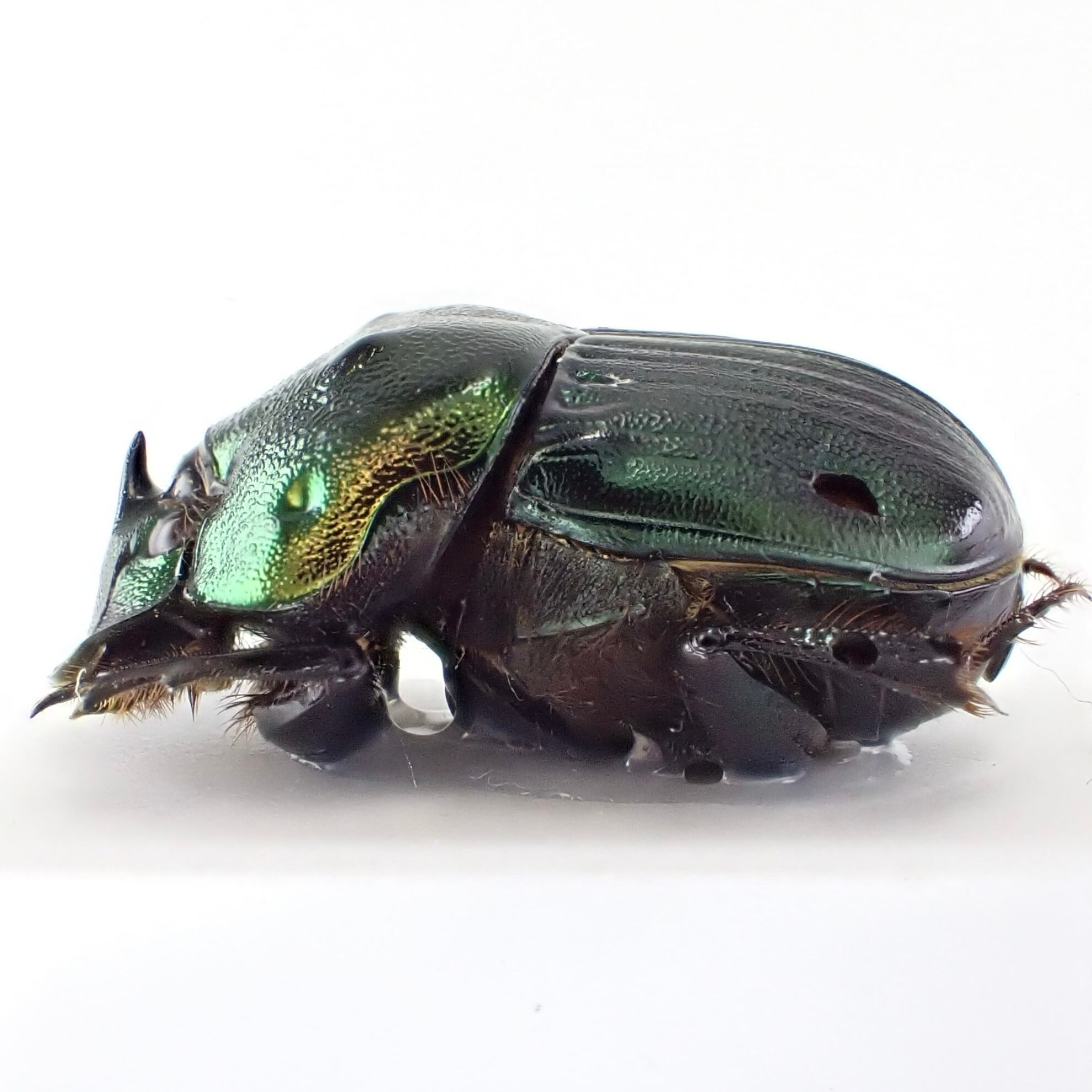 USA産 Phanaeus igneus ♂ 16mm 緑銅 | 昆虫標本 Diggers & Rollers