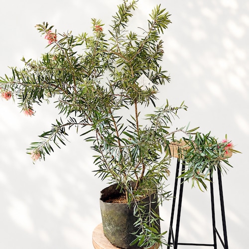 カリステモン ピンクシャンパン｜ブラシの木 観葉植物 calm cafe