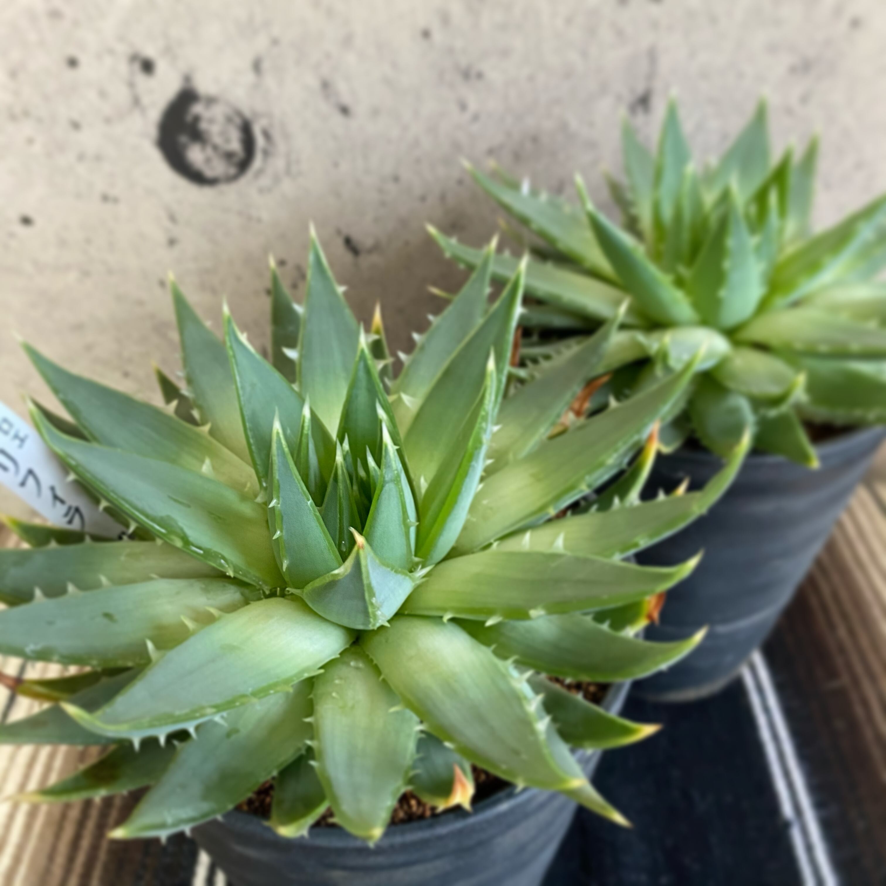 残りわずかになりました スパイラル アロエ ポリフィラ 1鉢 Planet Plants プラネットプランツ
