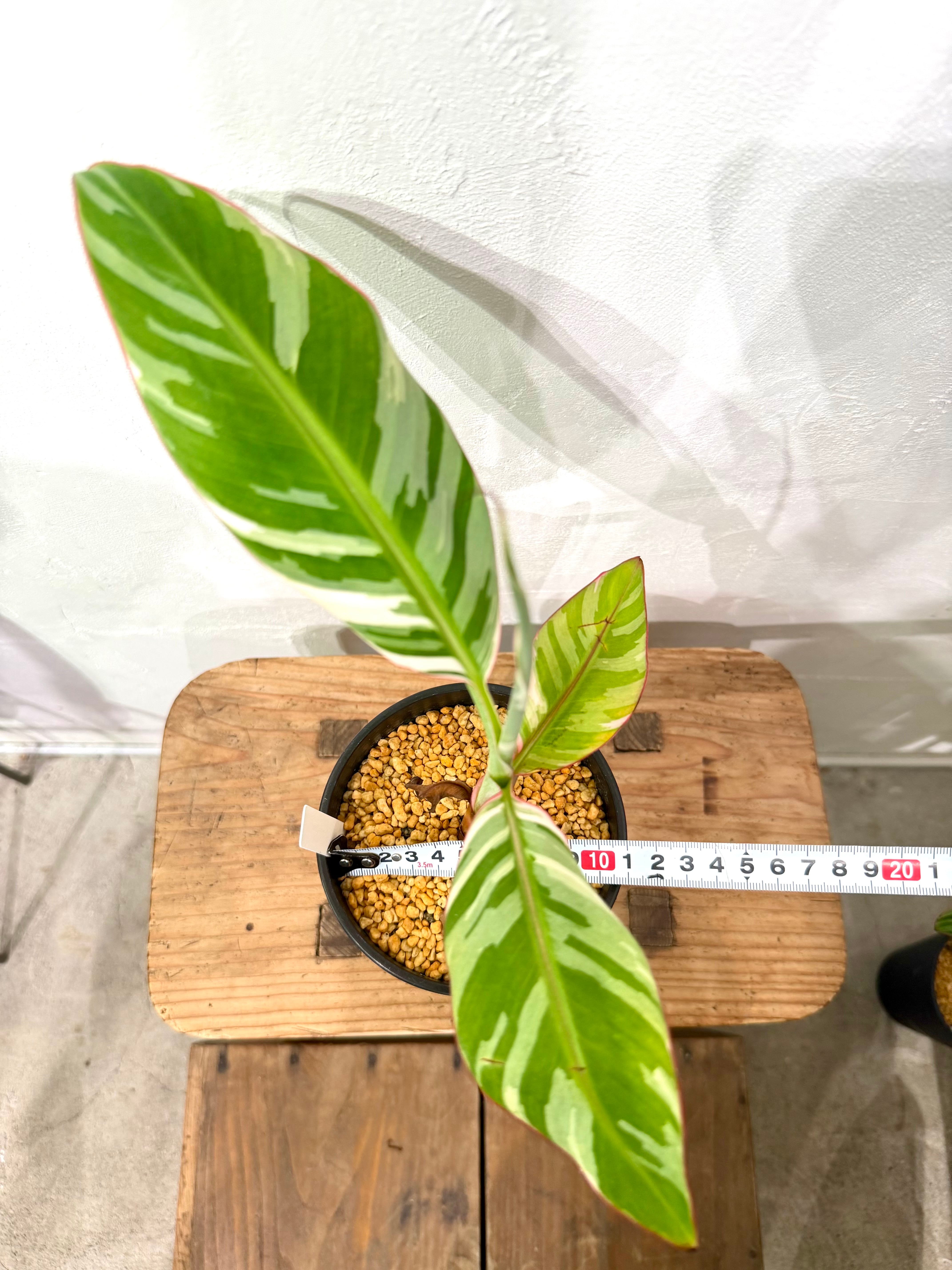 数量限定【超激レア植物E】斑入りのバナナムサアエアエ（ほとんど世に