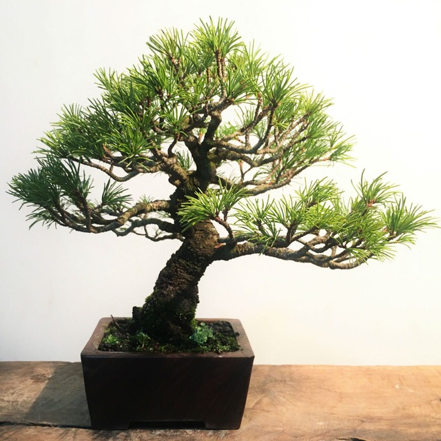 松柏盆栽 五葉松 ゴヨウマツ 模様木 盆栽と山野草の植物店 八百日 Yaoca Bonsai Plants