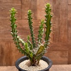 Euphorbia knuthii【ユーフォルビア・クンチー】
