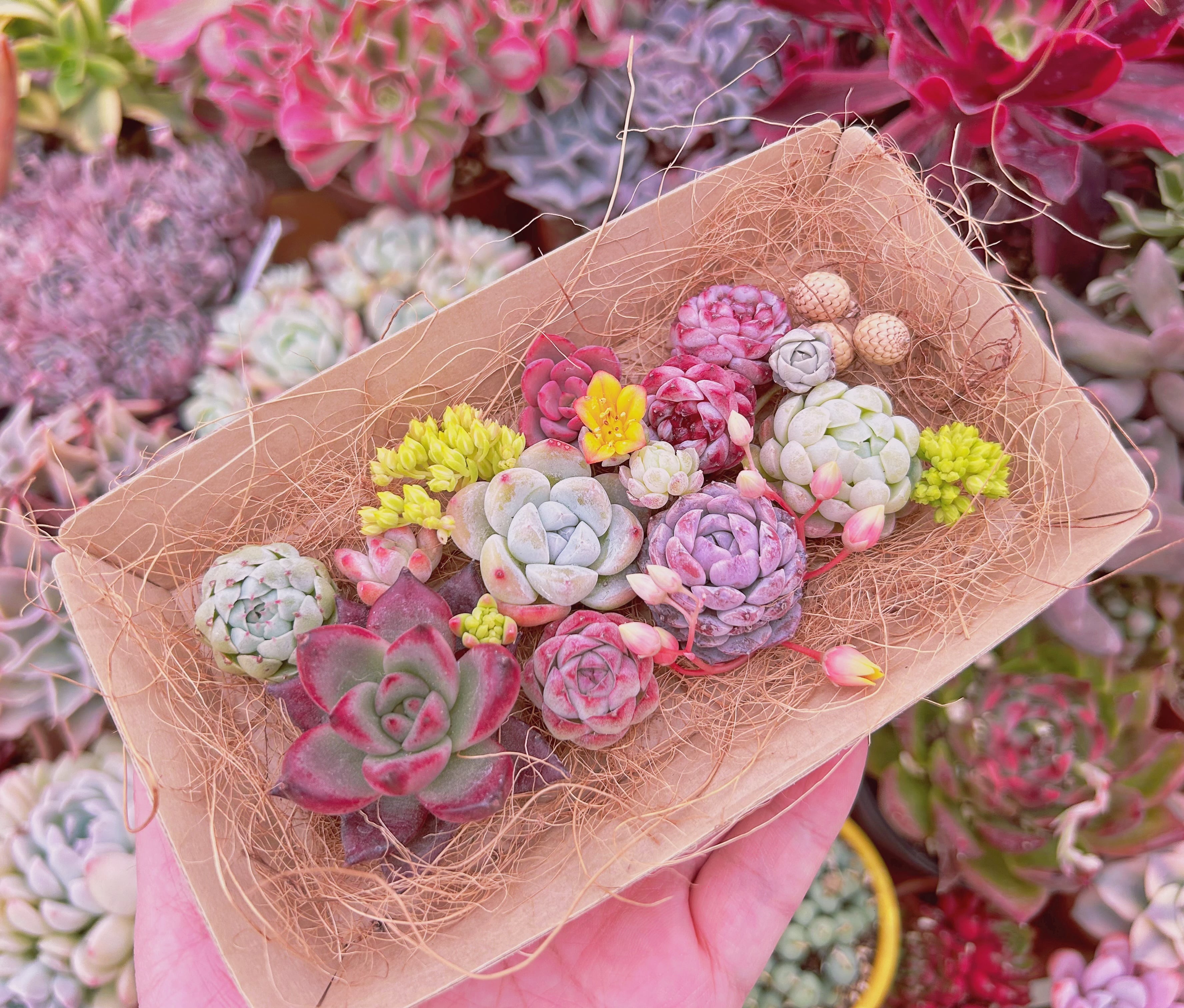 #563現物　多肉お弁当　トレーのまま発送