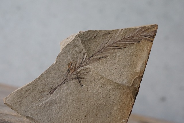 メタセコイア化石 1 Metasequoia sp.