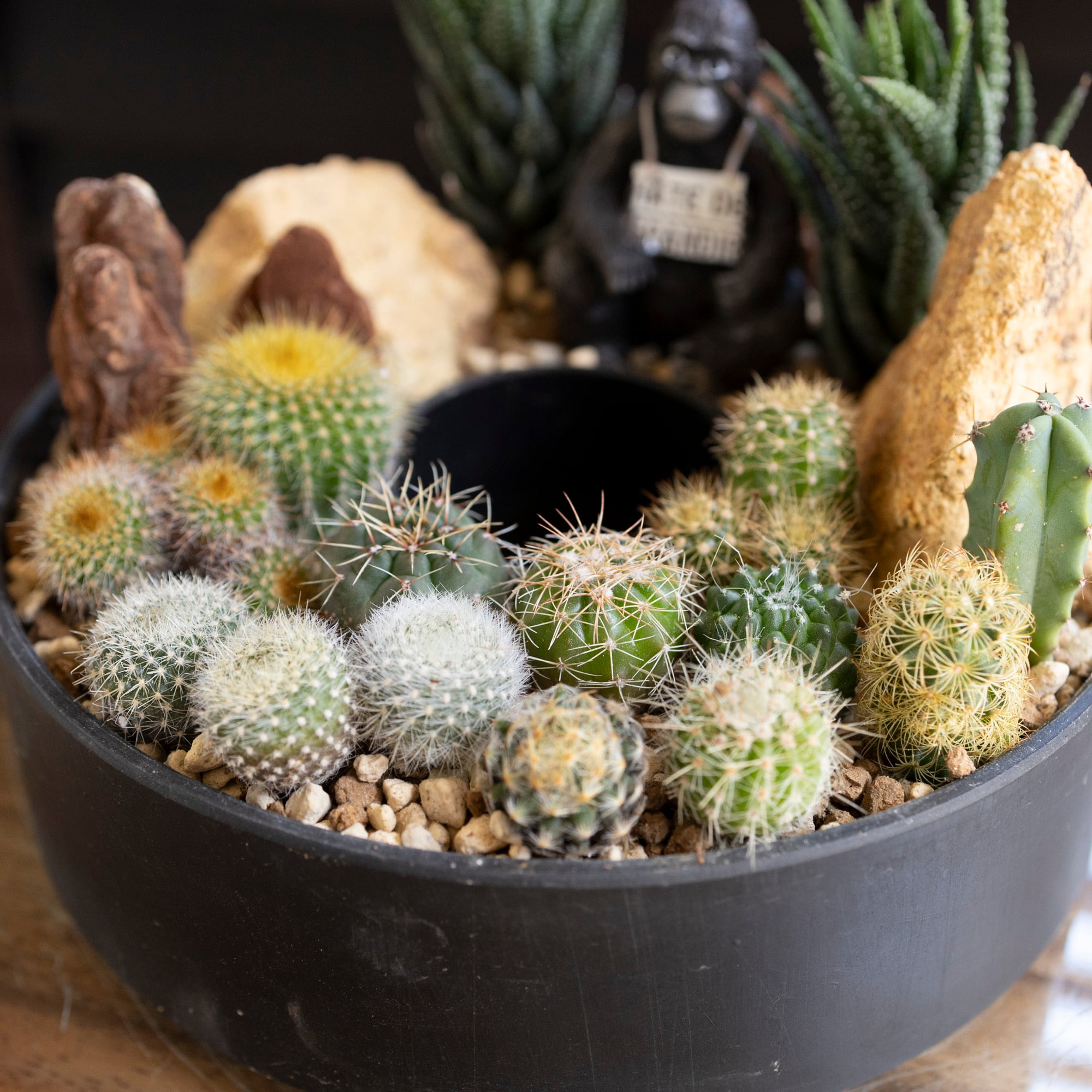 サボテン リース 寄せ植え 箱庭 多肉植物 ミニ 観葉植物 プレゼント