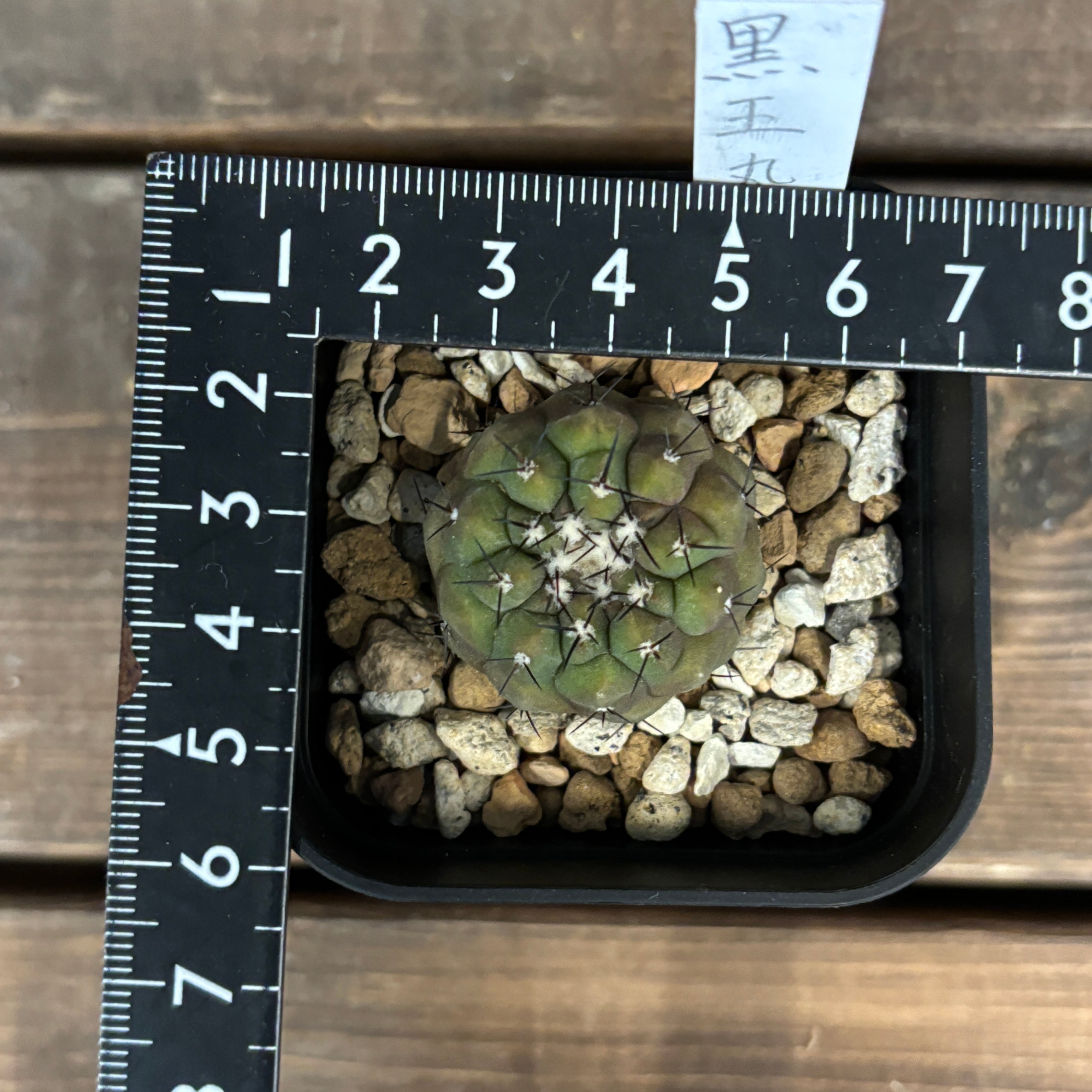 サボテン コピアポア 黒王丸【017】 | PROTOLEAF プロトリーフ