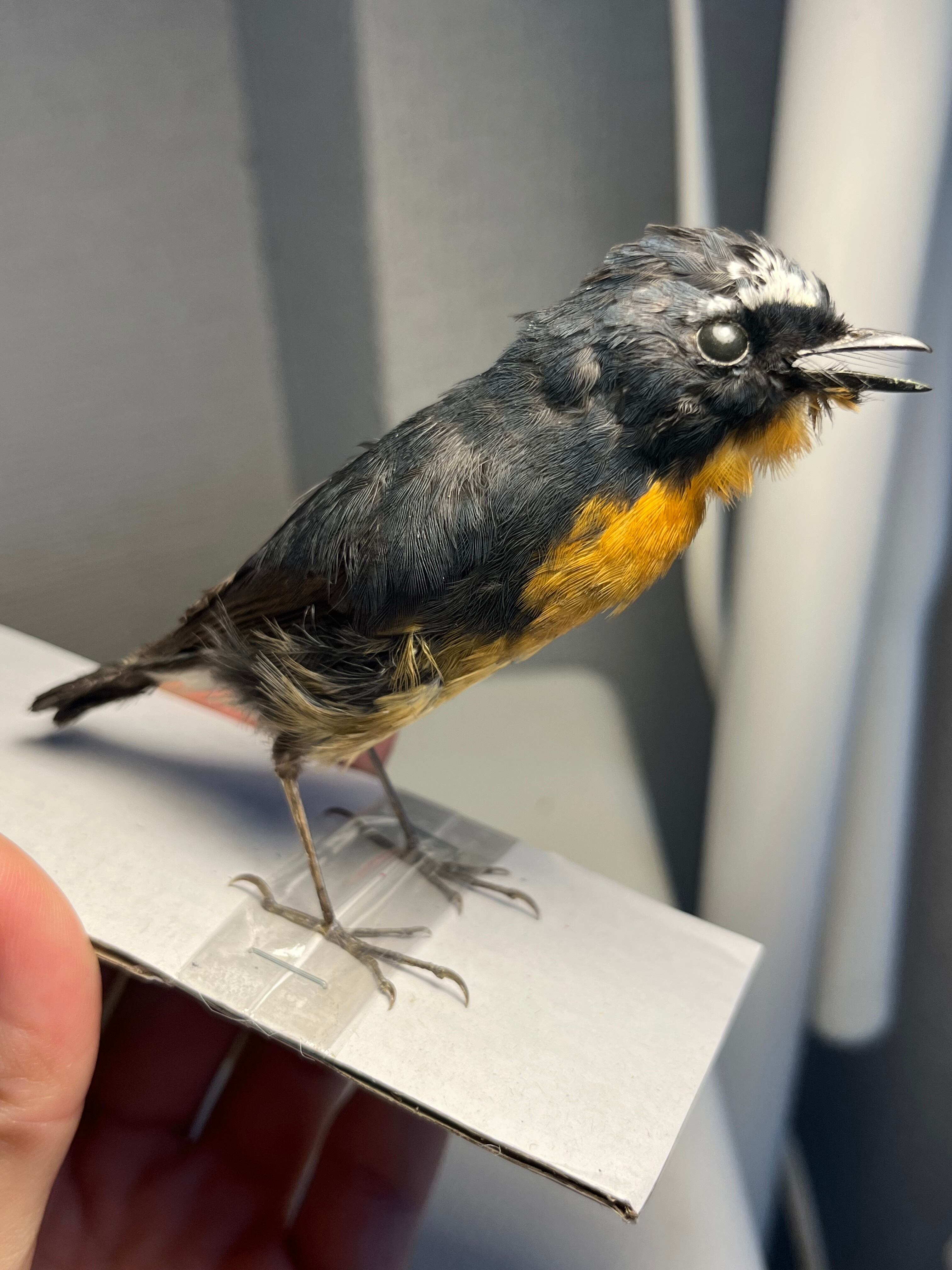 【鳥剥製】ムネアカヒタキ キビタキ属 標本 野鳥 鳥 置物 バードカービング 鳥剥製】ムネアカヒタキ キビタキ属 標本 野鳥 鳥 置物 バード