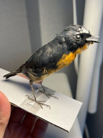 ゆうパック送料無料！ 陶器 インテリア 置物 オブジェ 台座 野鳥 雌の 