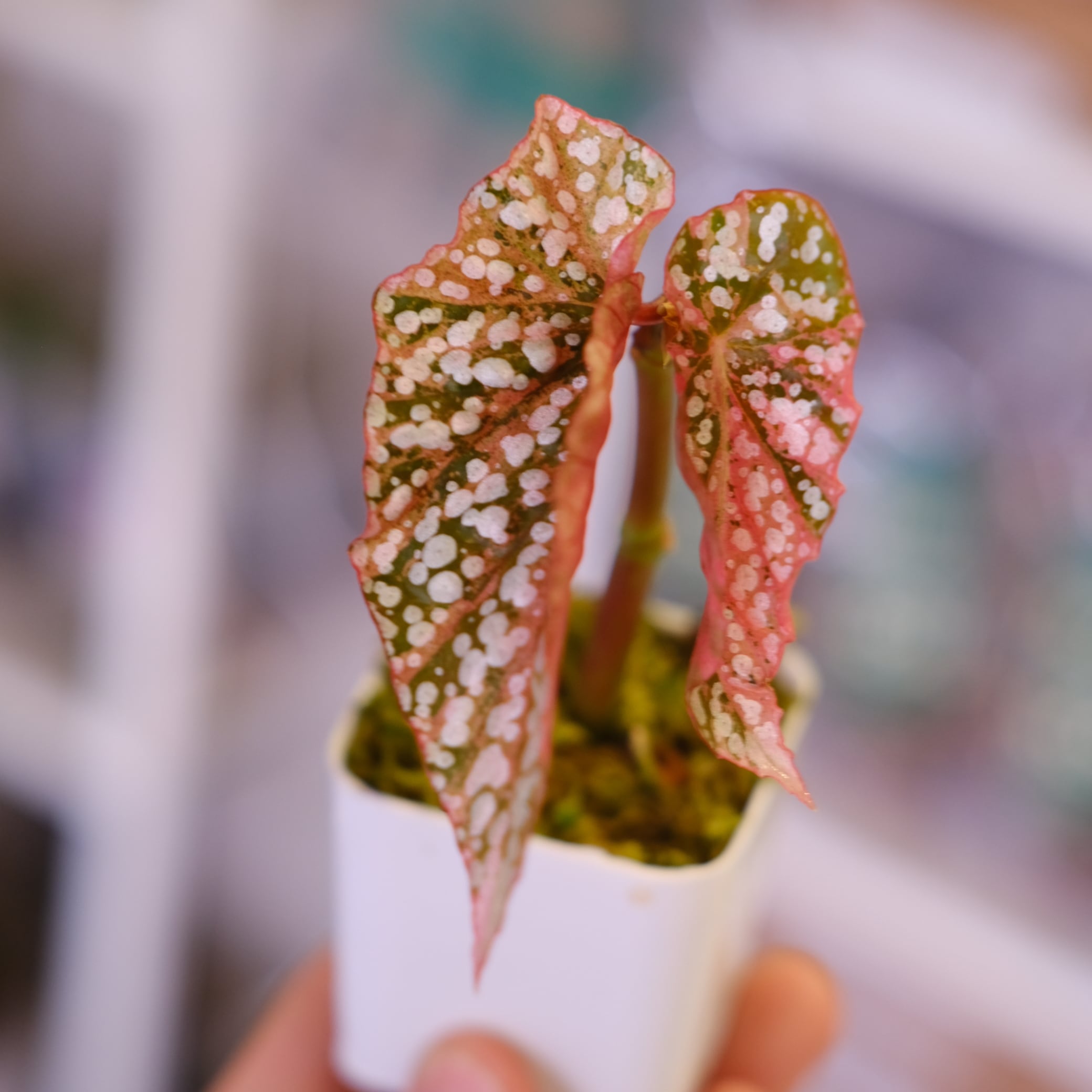 Begonia Snow Capped Variegata⑤｜ベゴニア スノーキャップド 斑入り