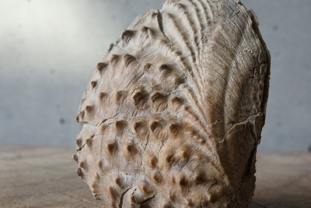 ミオフォレラ化石  Myophorella clavellata