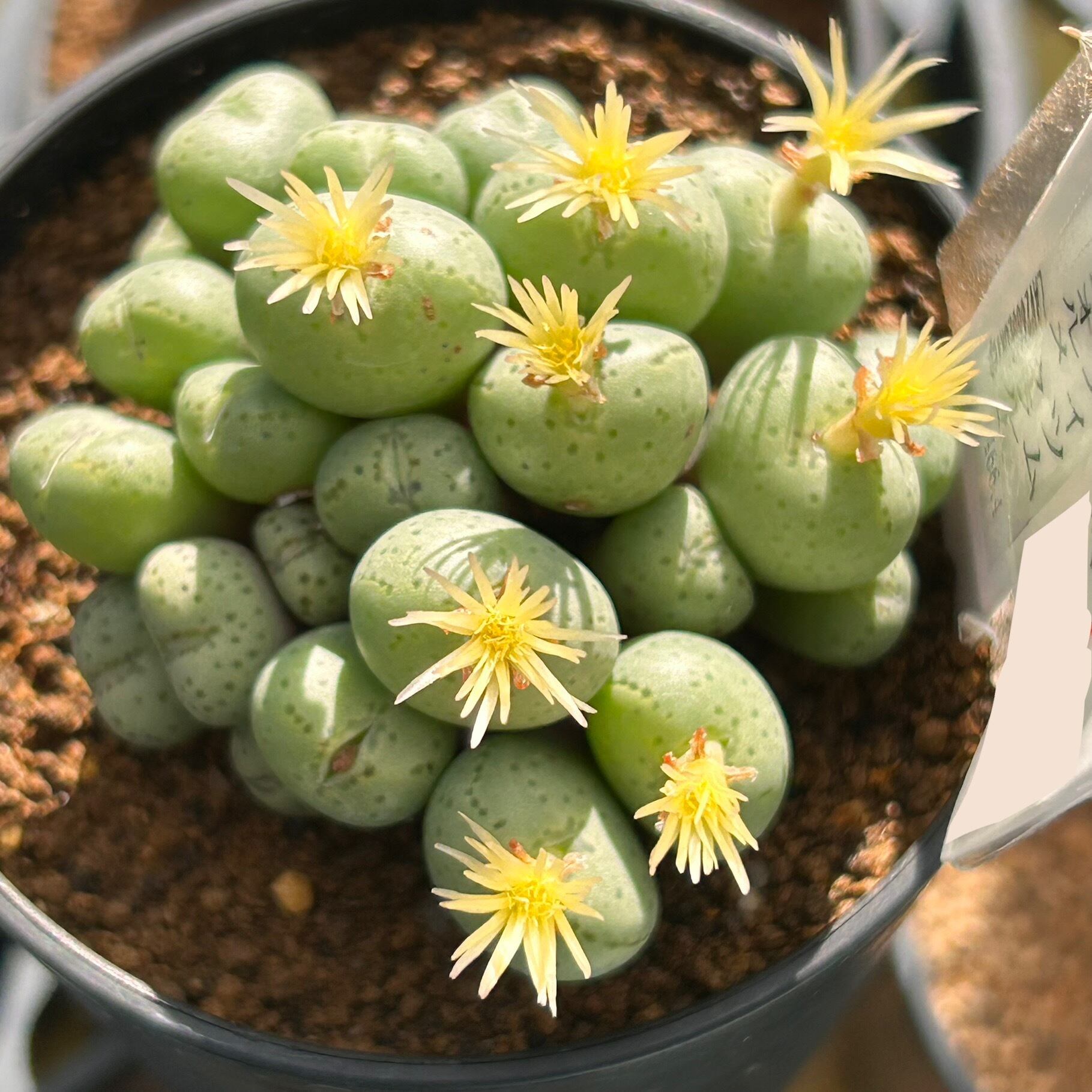 コノフィツム | RuPo 多肉植物専門店