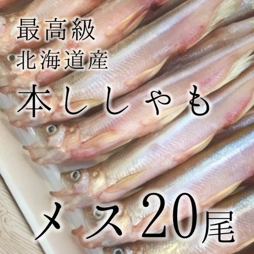 本ししゃも メス 特大20尾 北海道産鵡川 広尾 等【本シシャモメス特大20尾】冷凍 豊洲直送