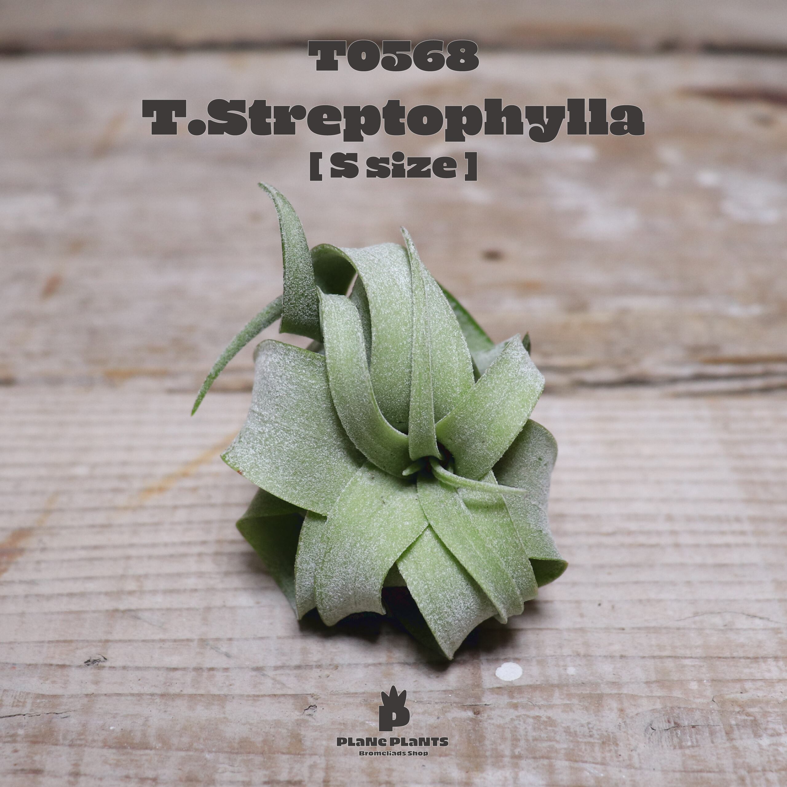 【送料無料】ストレプトフィラS〔エアプランツ〕現品発送T0568
