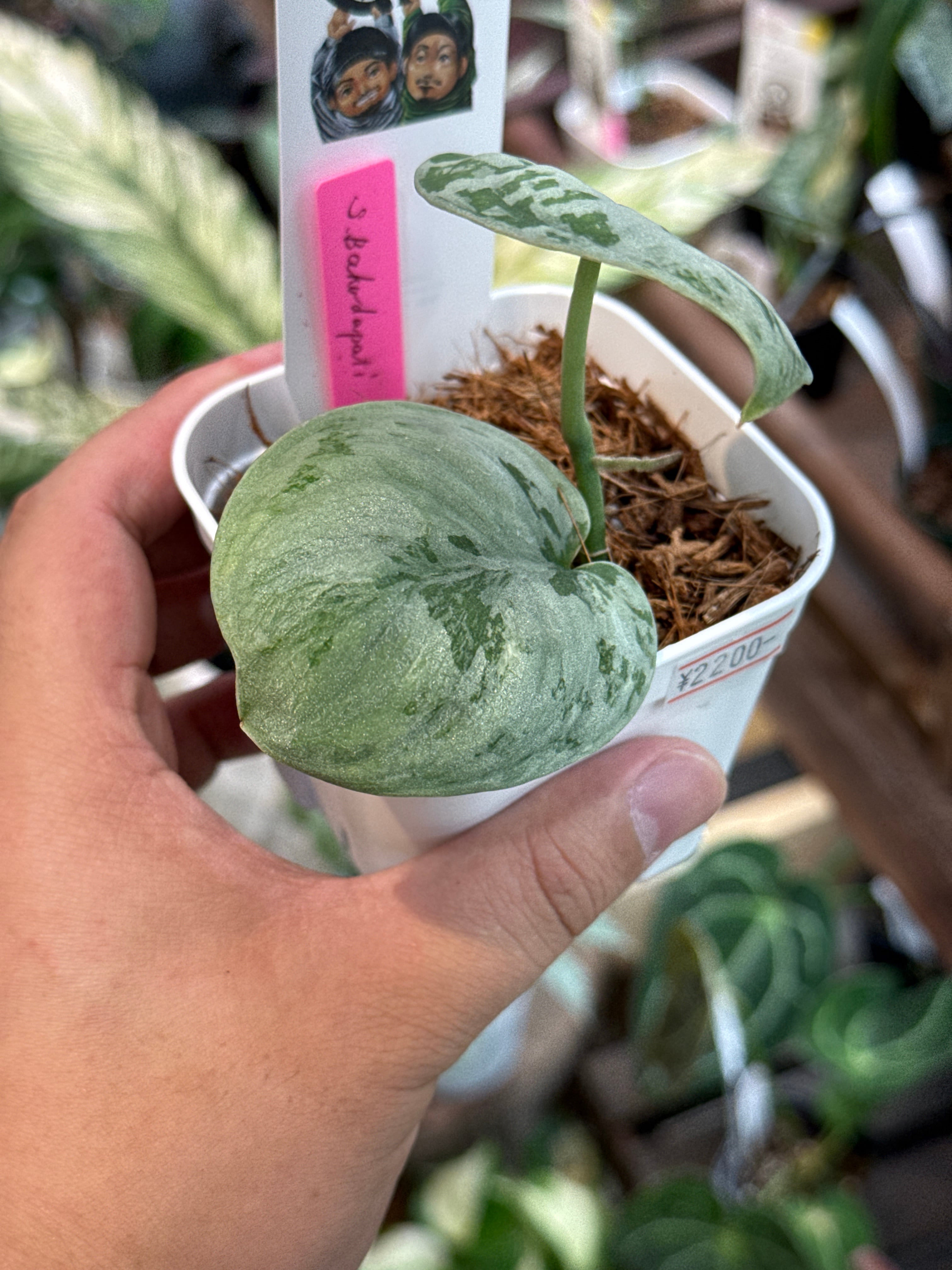 50. スキンダプサス バクダパティ | Gardenえん 【観葉熱帯植物】