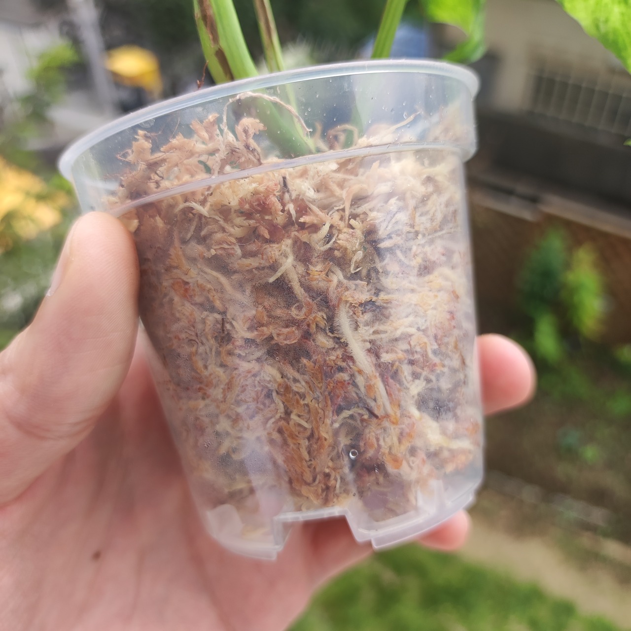 Monstera adansonii Mottled / モンステラ アダンソニー ミント② / 観葉植物<育て方・花言葉>