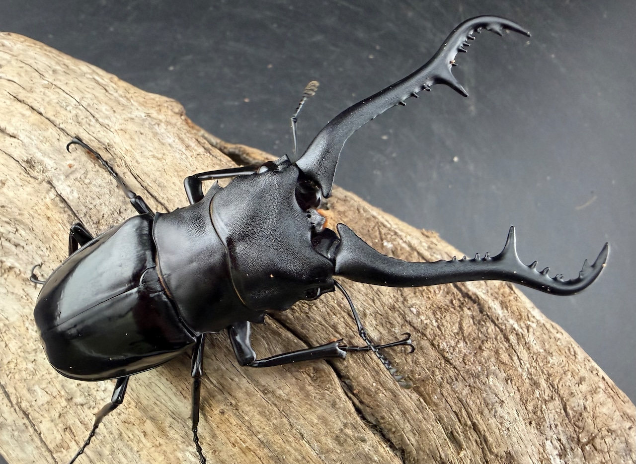 【WD】《 ギラファノコギリ亜種マキタイ カシブ島産 93.5mm ペア》