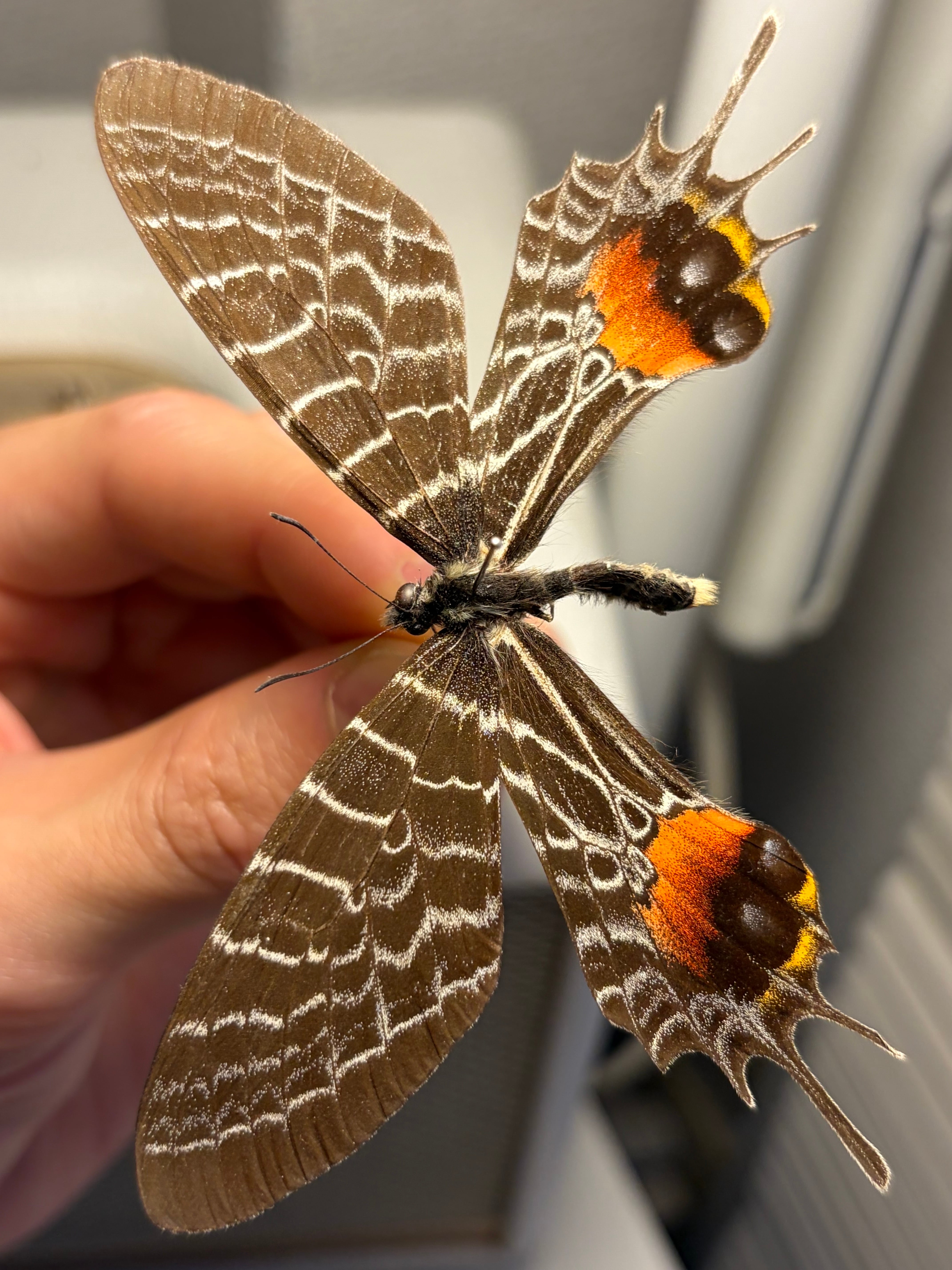 ニシキツバメガ Chrysiridia rhipheus 標本 蝶 外国産蝶標本 ニシキ
