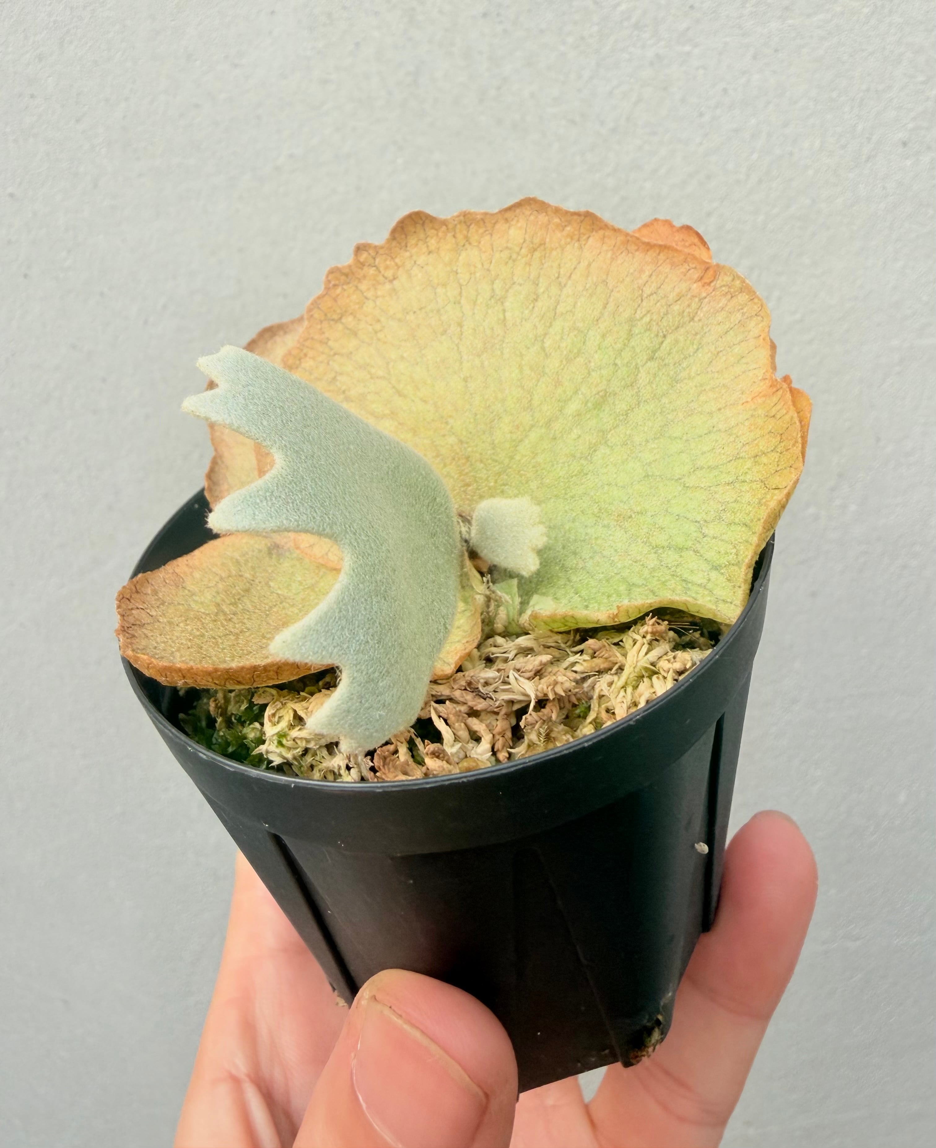 c) P. willinckii '金童' spore grown ① (Golden Boy) ビカクシダ