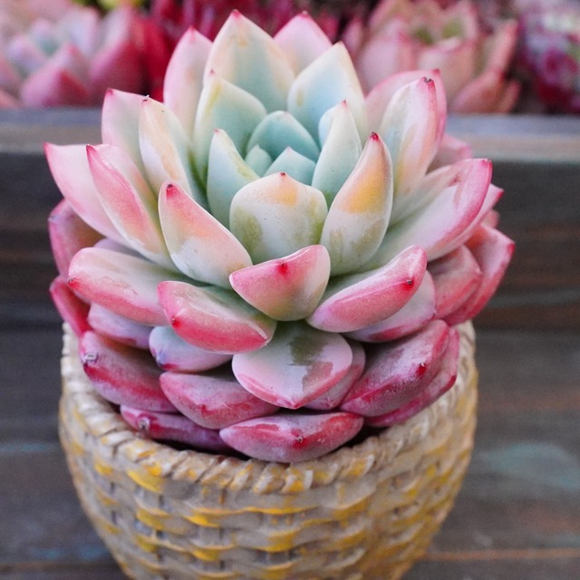 新登場【ヴェルテル錦】斑入り　美苗　かわいい　韓国多肉