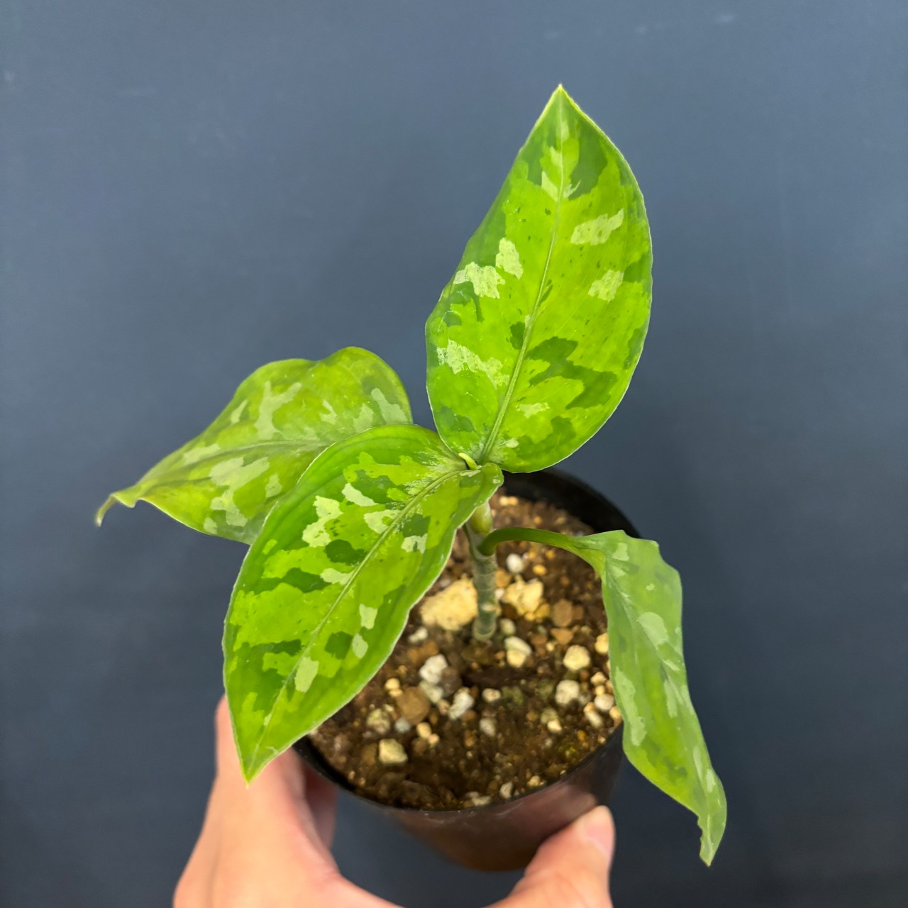 アグラオネマ　ピクタム　トリカラー【752】