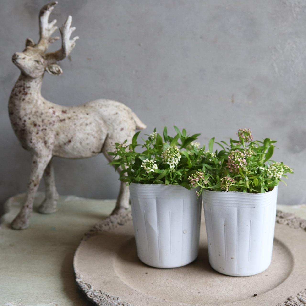 アリッサム　はなあかり　小さなお花　横にひろがる　寄せ植えにオススメ