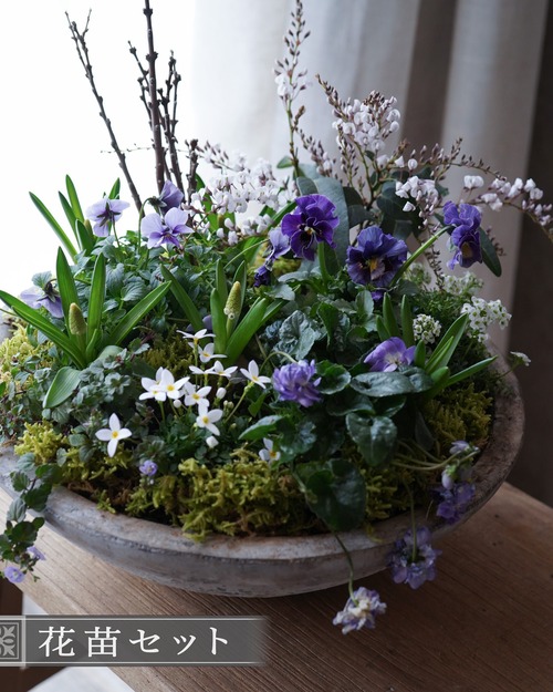 【球根セット】長寿桜と白いお花が咲く球根のミニ花苗セット