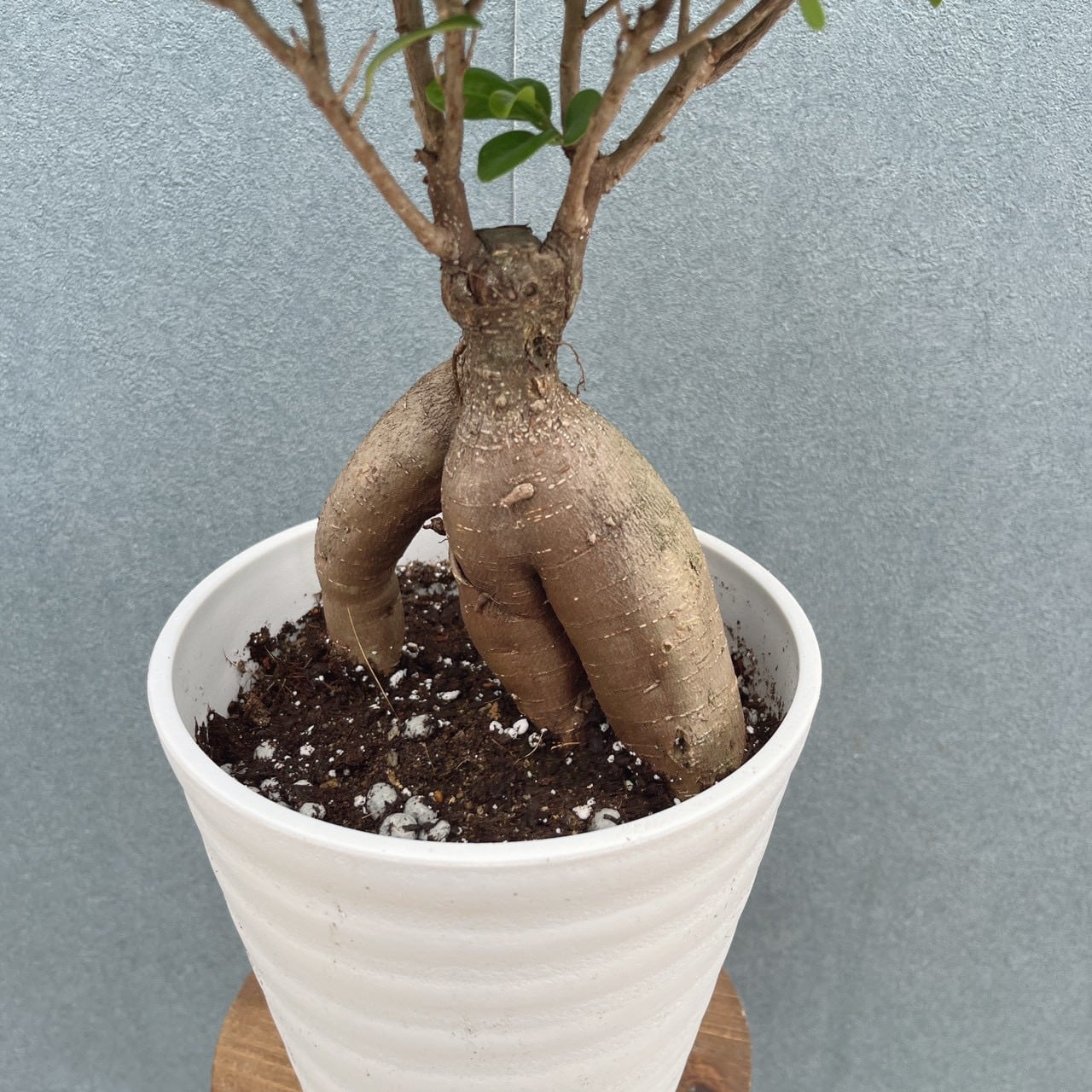 現品］5番 ガジュマル 接木 6号 観葉植物 室内 ニンジンガジュマル