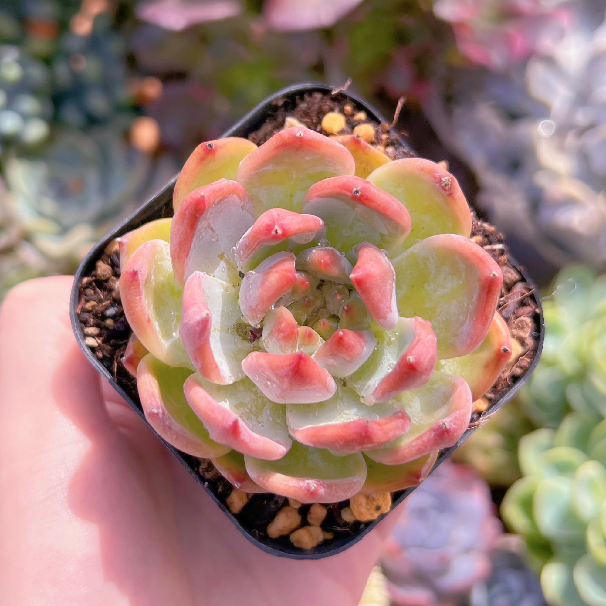 現品　ダイヤモンドコロラータ#794　るる農園